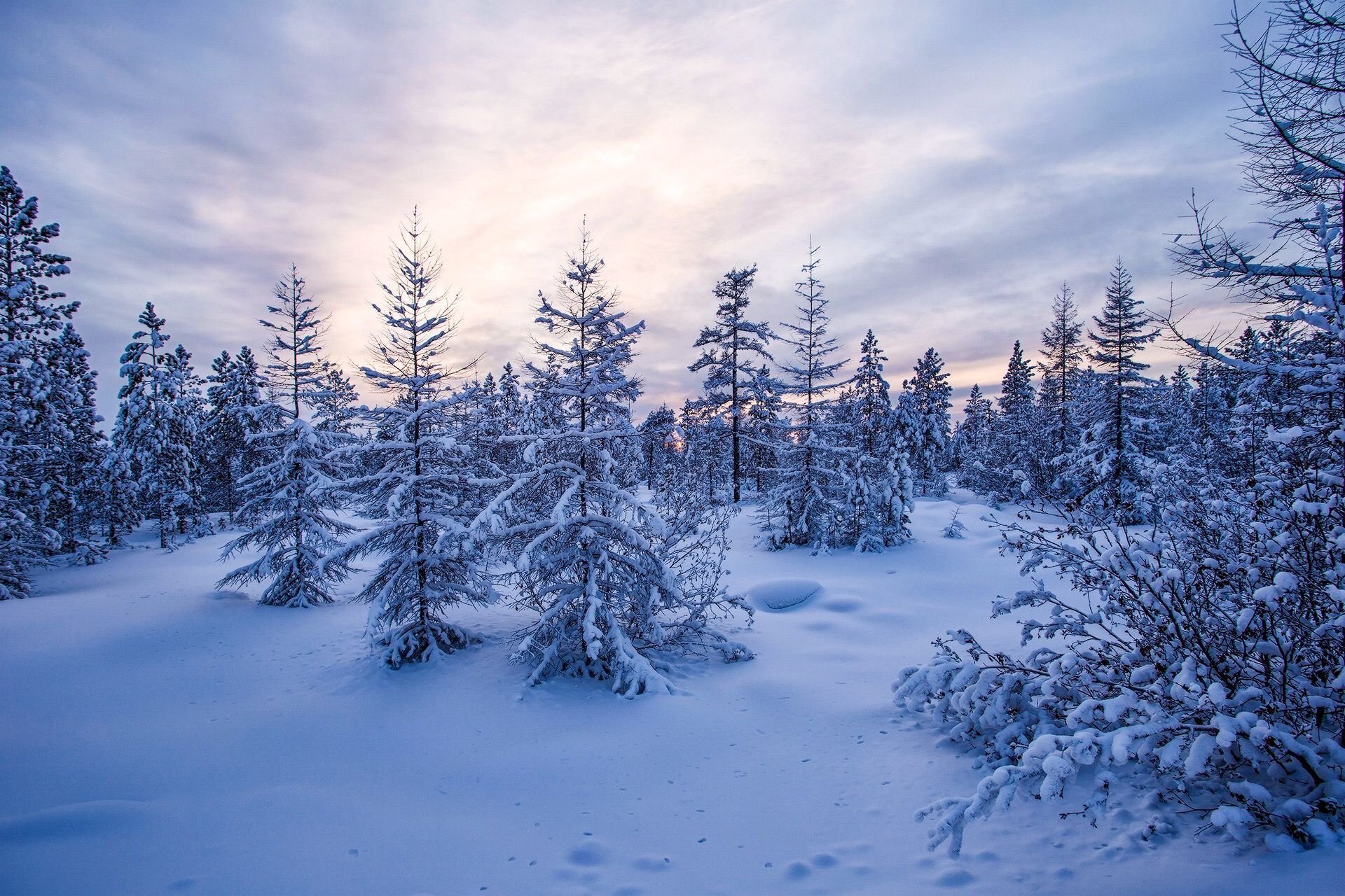 Якутия зимой. Якутия Нерюнгри зима. Нерюнгри зима Тайга. Якутский зимний пейзаж. Зимний лес Якутии.