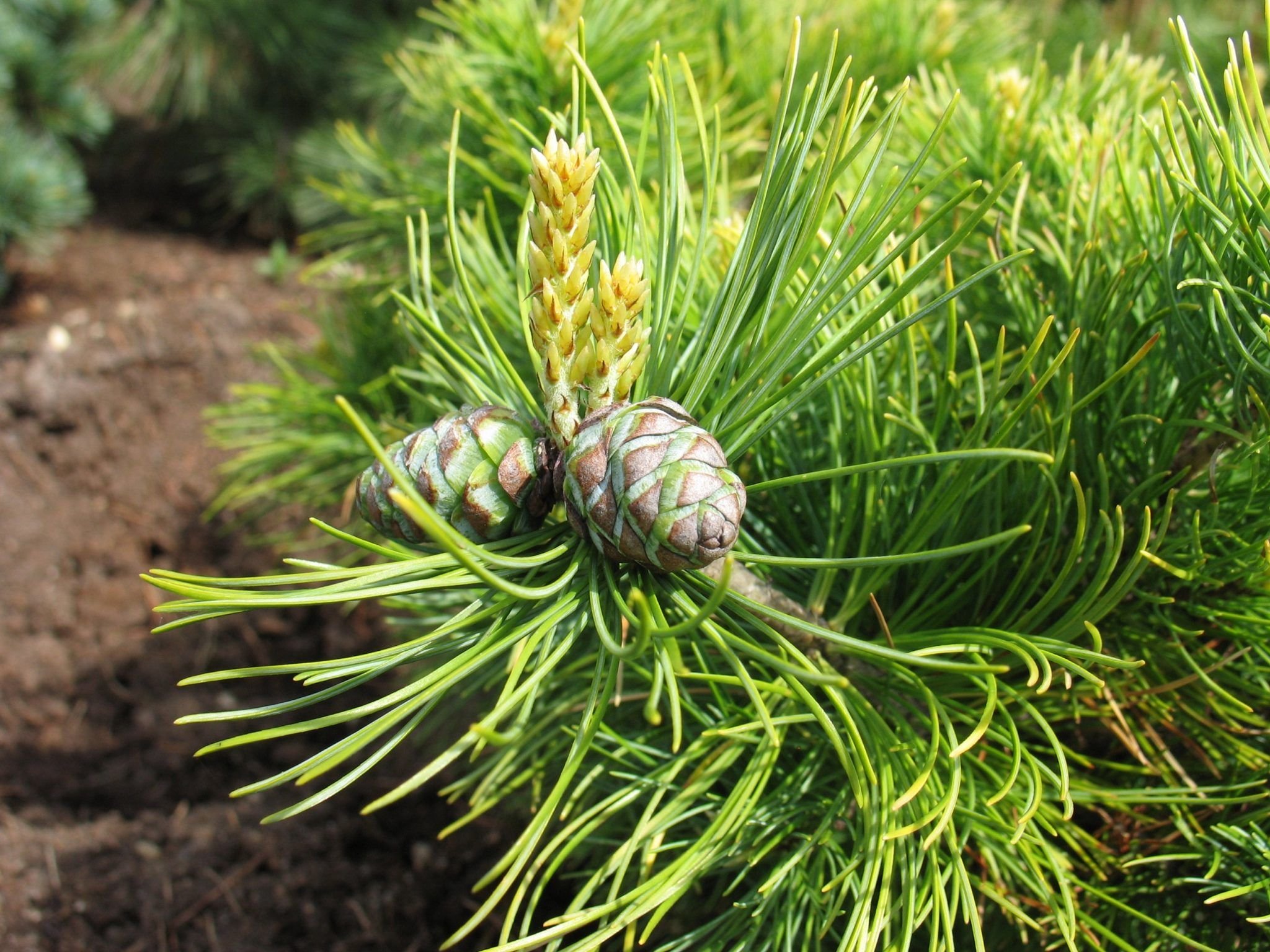 Pinus parviflora