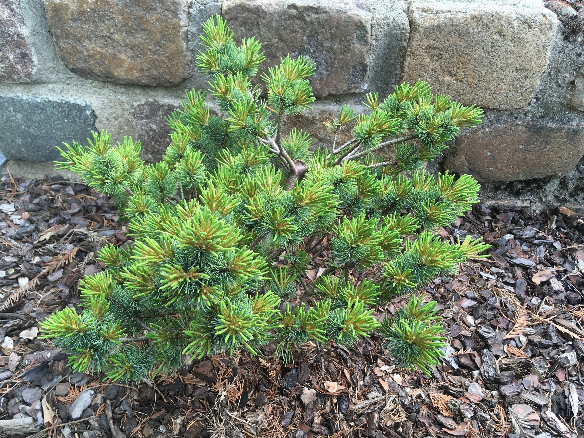 Pinus parviflora