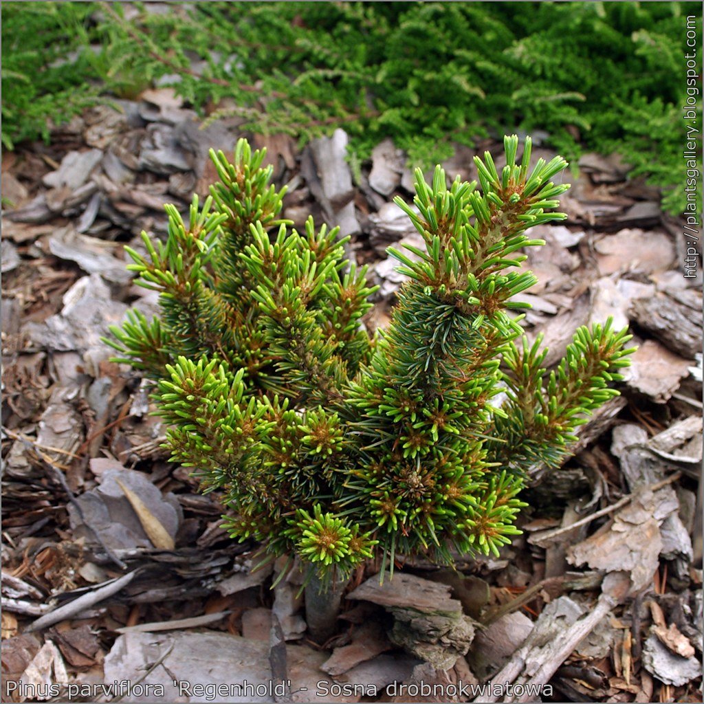 Pinus parviflora