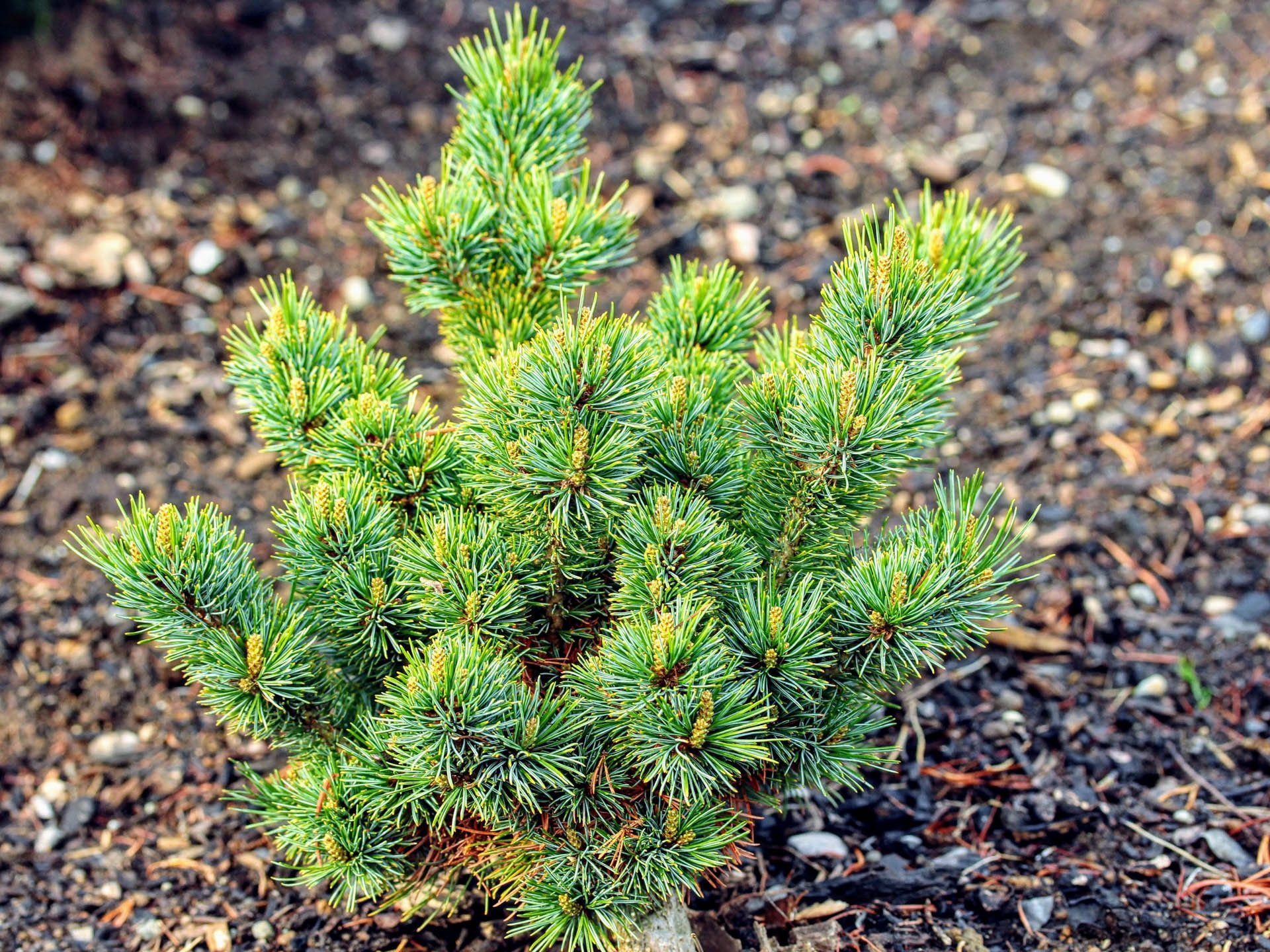 Pinus parviflora