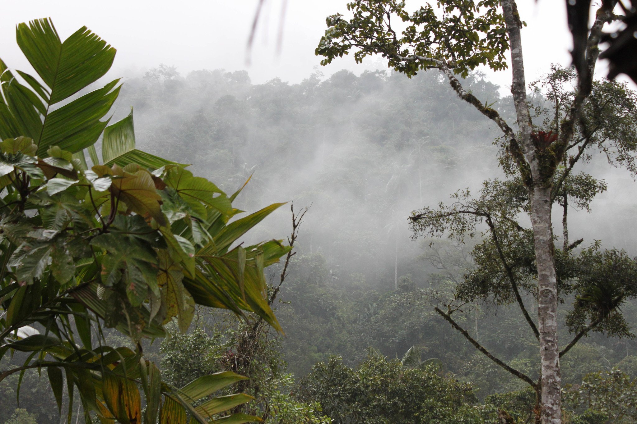 Восточный муссон. Влажные листопадные тропические леса Африки. Тропические вечнозеленые леса Тайланда. Муссонные (листопадные) леса Индии. Муссонный вечнозеленый лес.