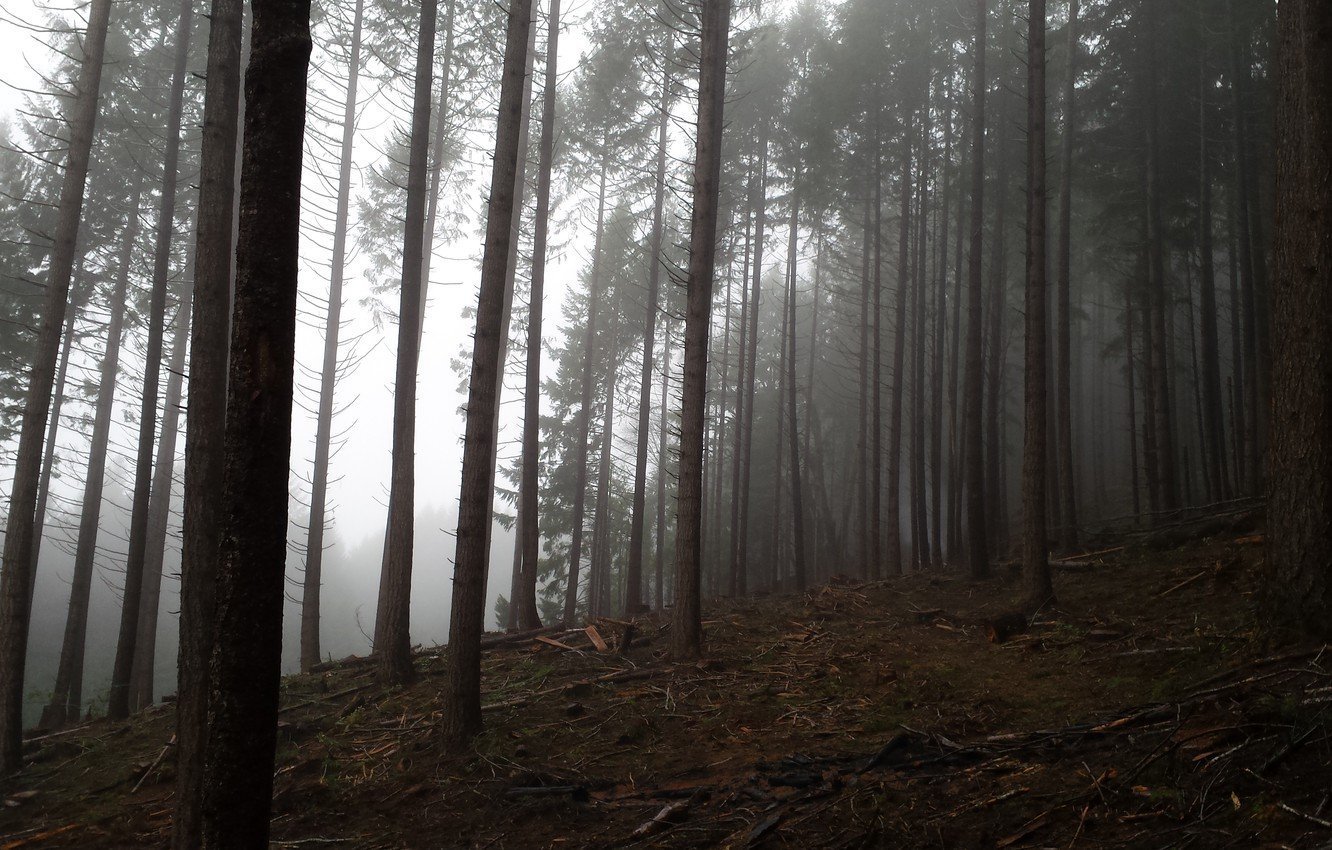 Темный сосновый лес (50 фото) - 50 фото