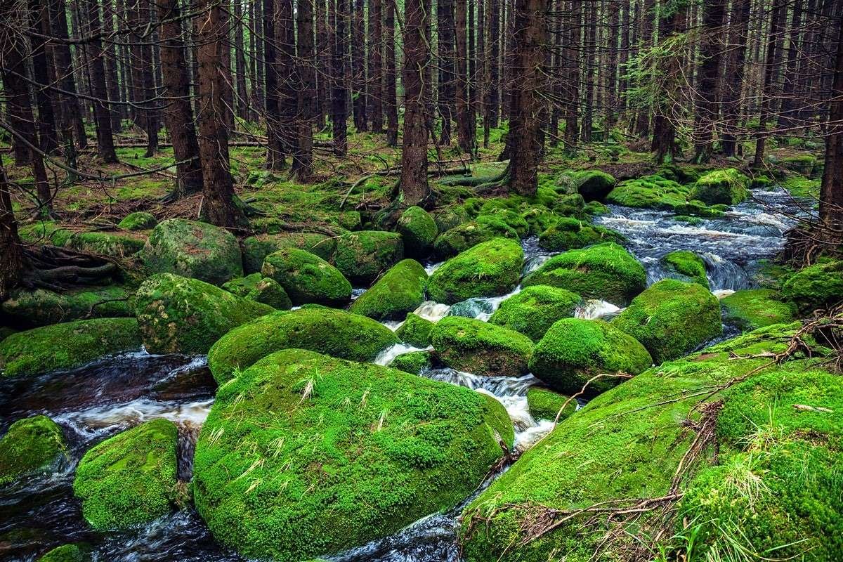 Регион лес. Шварцвальд лес. Черный лес Шварцвальд. Блэк Форест Германия. Лес Шварцвальд легенды.