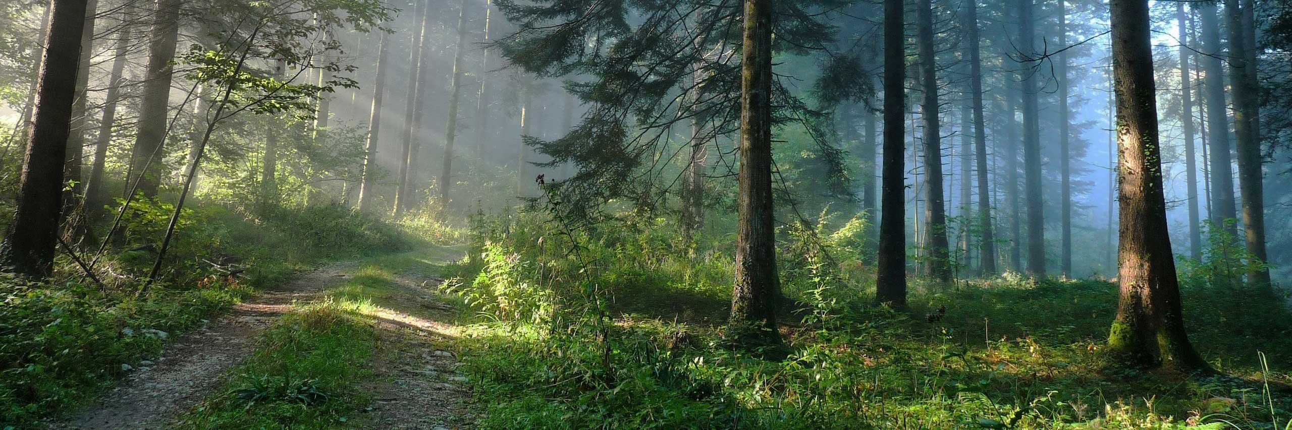 Обложка лесная. Красивый лес. Лес фон. Панорама леса. Сказочный лес.