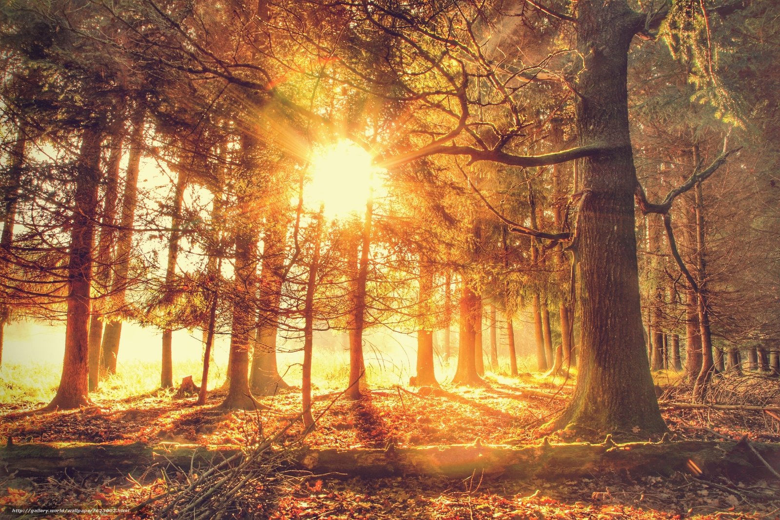 Солнце поднимается и лес озаряется ярко. "Солнце в лесу". Солнце сквозь деревья. Закат сквозь деревья. Рассвет в лесу.