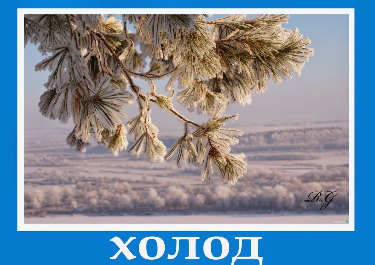 Словно иней. Зимняя ветка. Иней на деревьях. Ветки в снегу. Заснеженная ветка.