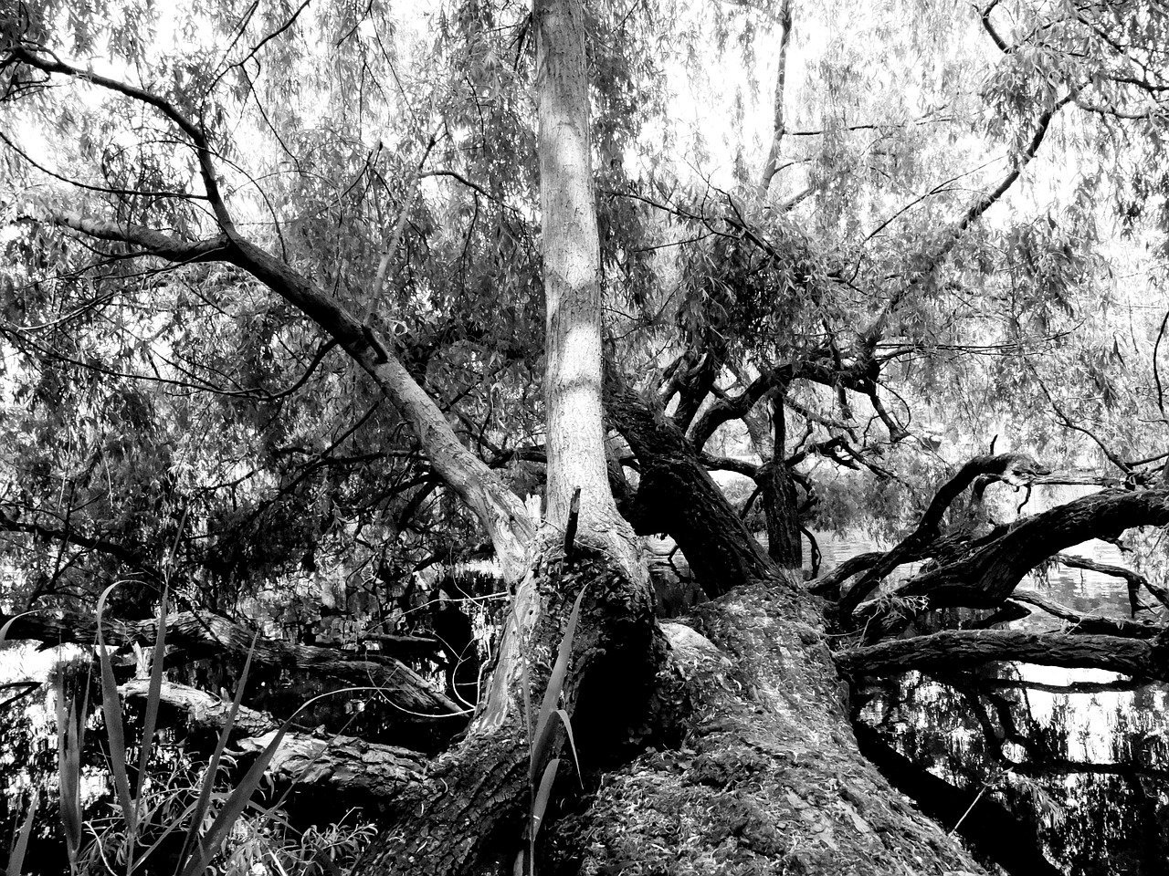 Дерево с белым стволом. Black and White Tree Trunk. Знаменитые фотографии черно-белые стволы деревьев. Black and White Tree Trunk for application. Tree with logs picture.