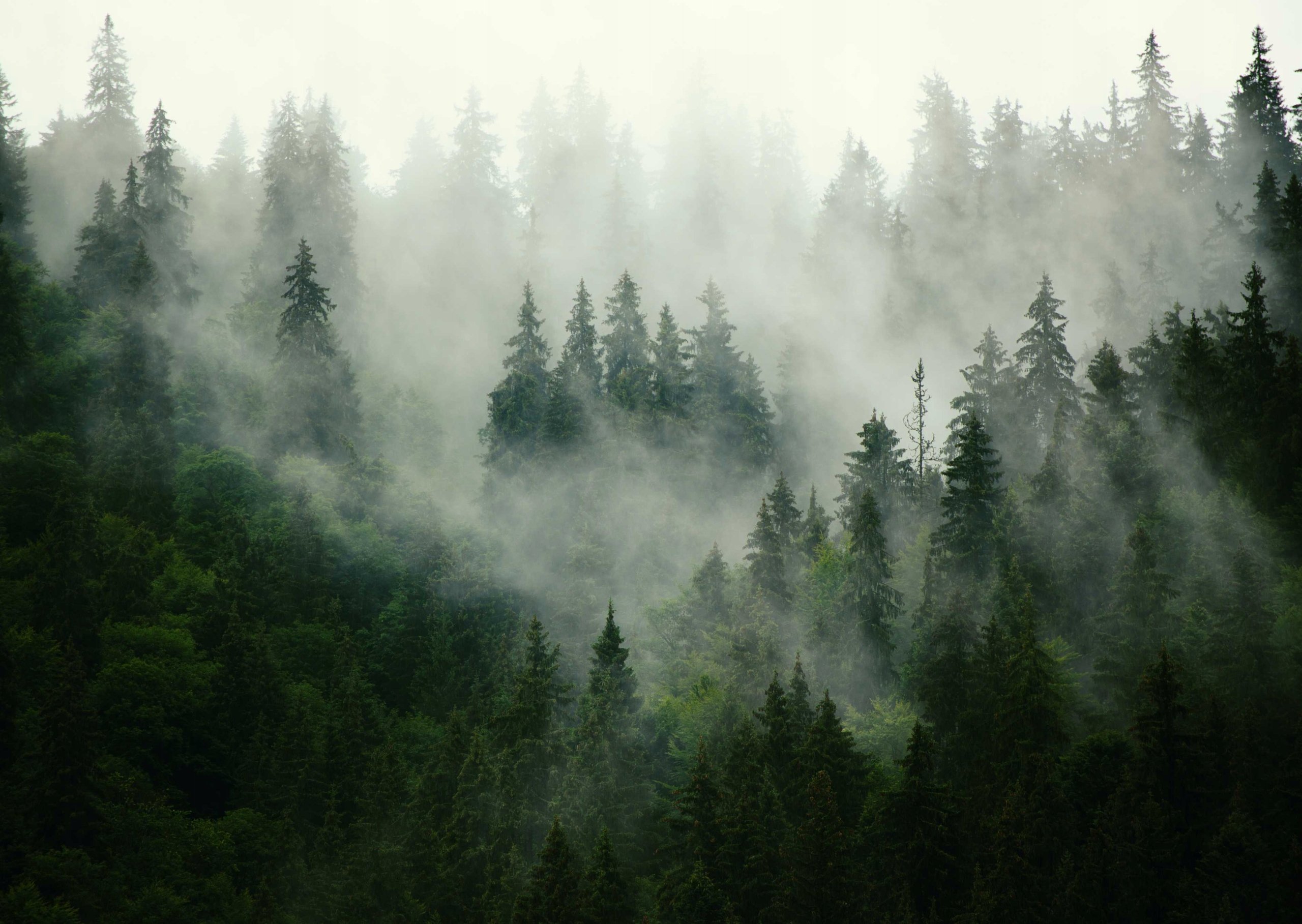 Яркий лес (44 фото) - 44 фото