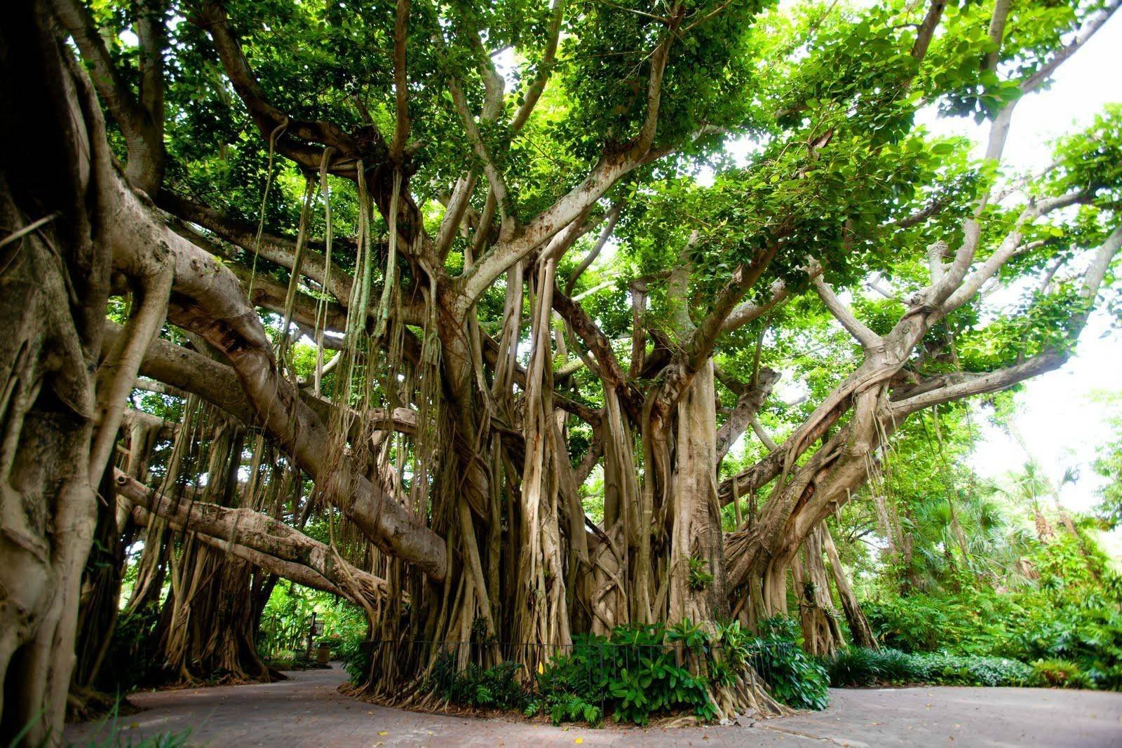 Джунглями называют. Баньян национальное дерево Индии. Фикус Баньян. Индийский фикус Баньян. Великий Баньян дерево.