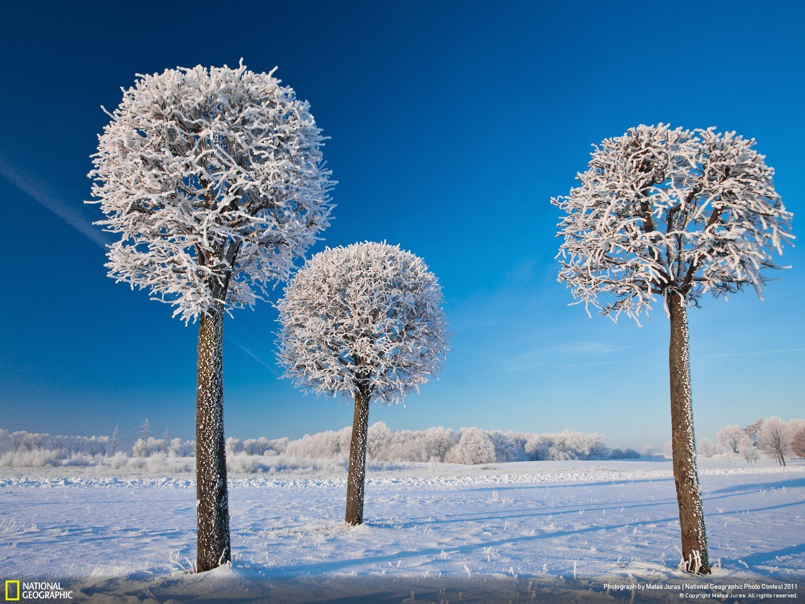 Картинка необычный зима. Деревья в снегу. Зимнее дерево. Заснеженные деревья. Красивые деревья зимой.
