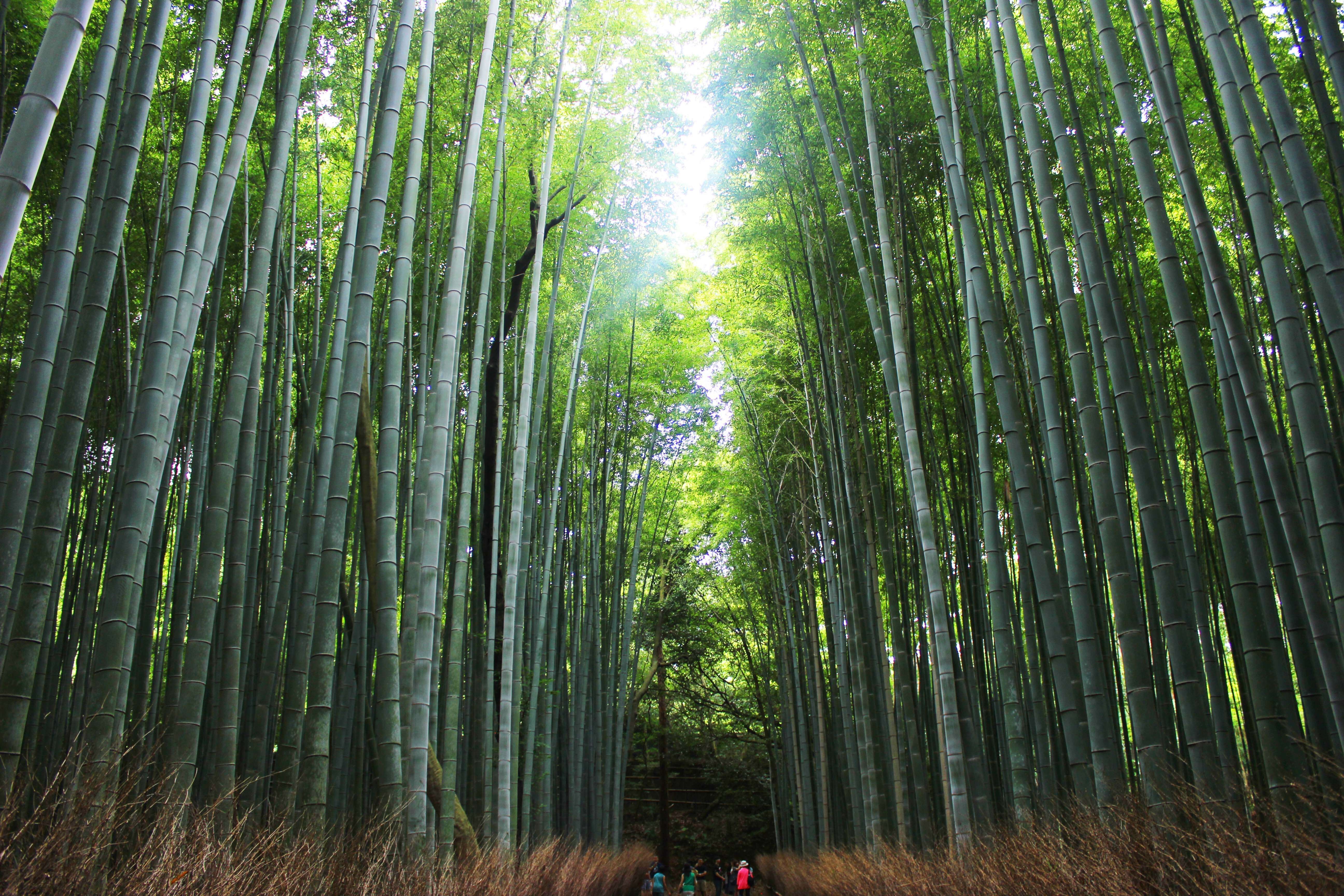 Лес огромное богатство. Бамбуковая роща Арасияма, Япония. Бамбуковая роща Сагано (Япония). Бамбук Мадаке. Японский бамбук Мадаке.
