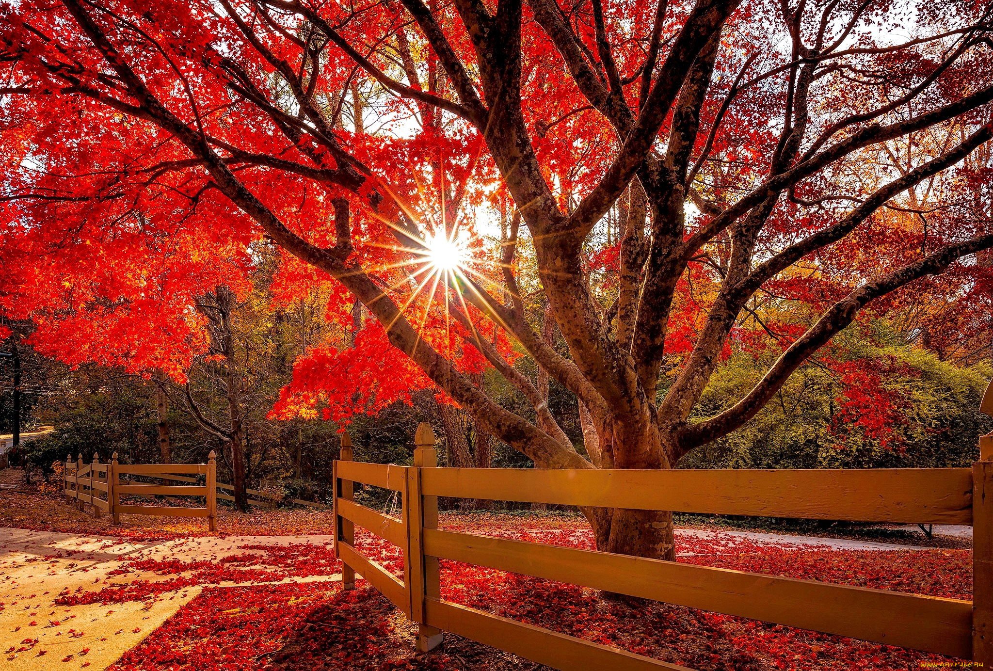 Красивое красное дерево. Осеннее дерево. Осенний парк. Яркая осень. Осень деревья.