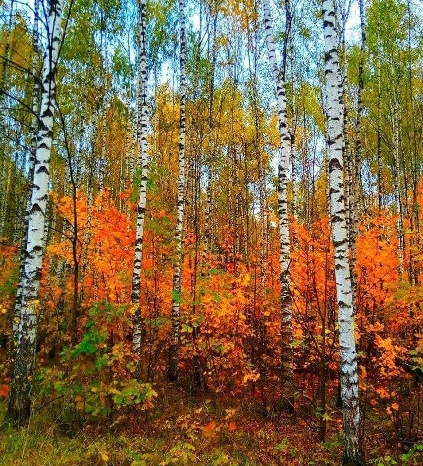 Лес багряный золотой. Лиловый золотой багряный Бунин. Бунин лес багряный золотой. Бунин лес, точно Терем расписной, лиловый, золотой, багряный. Живопись Ивана Бунина Берёзовая роща.