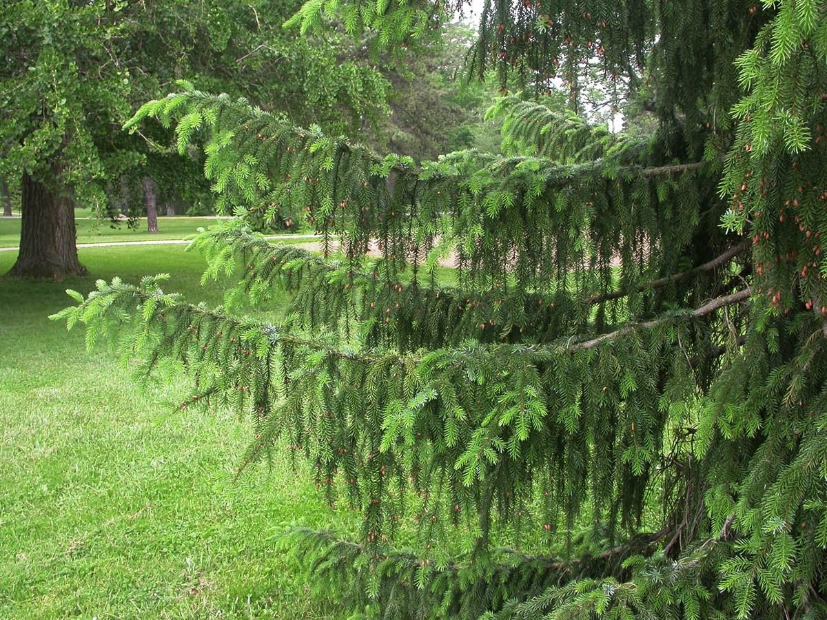 Ель обыкновенная латынь. Ель европейская Picea Abies. Picea Abies (Norway Spruce. Можжевельник обыкновенный Хорстманн. Ель обыкновенная змеевидная.