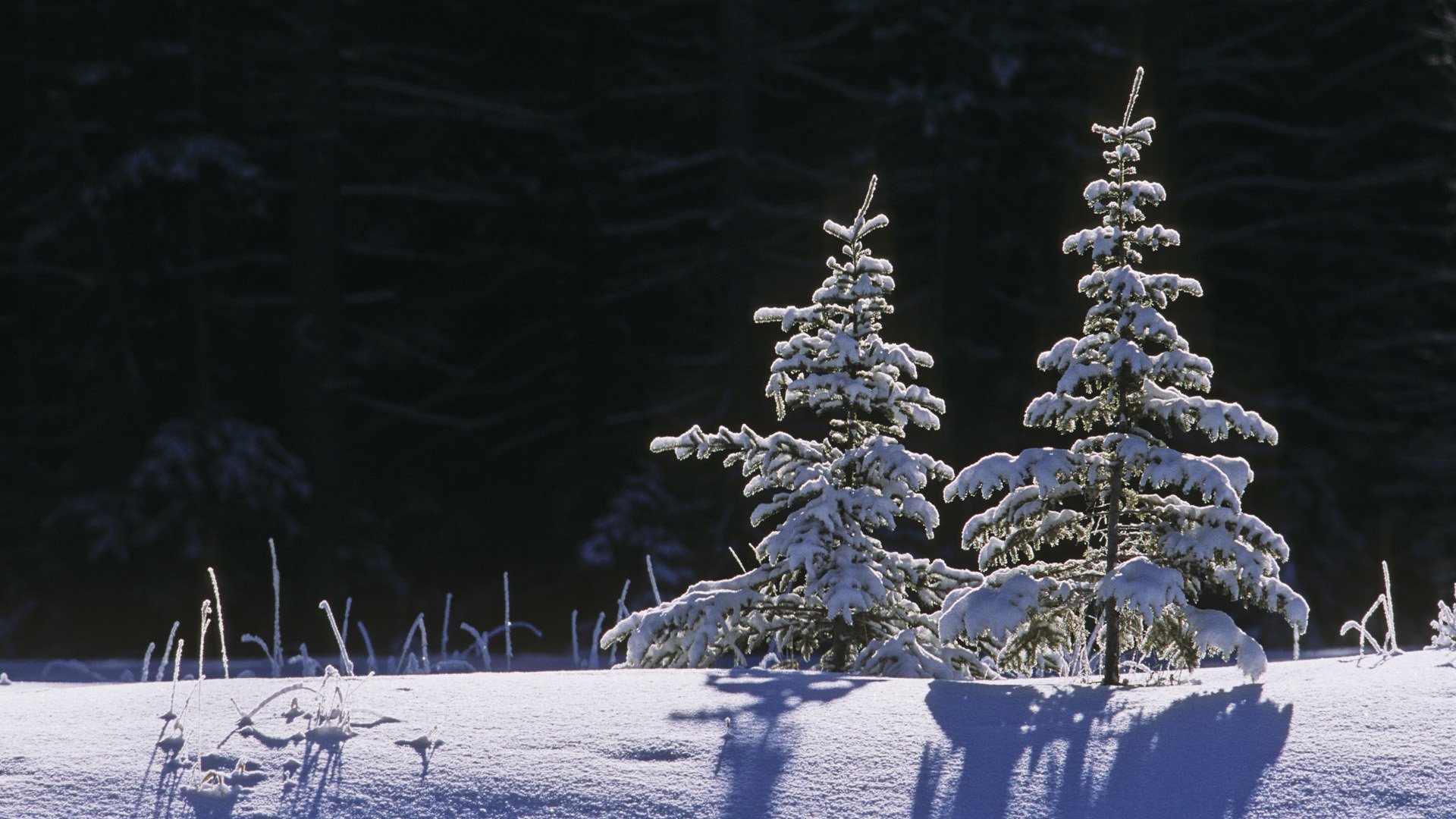 Снежная елочка. Снежная елка в лесу. Елка в снегу. Ель в природе. Елка зимой.