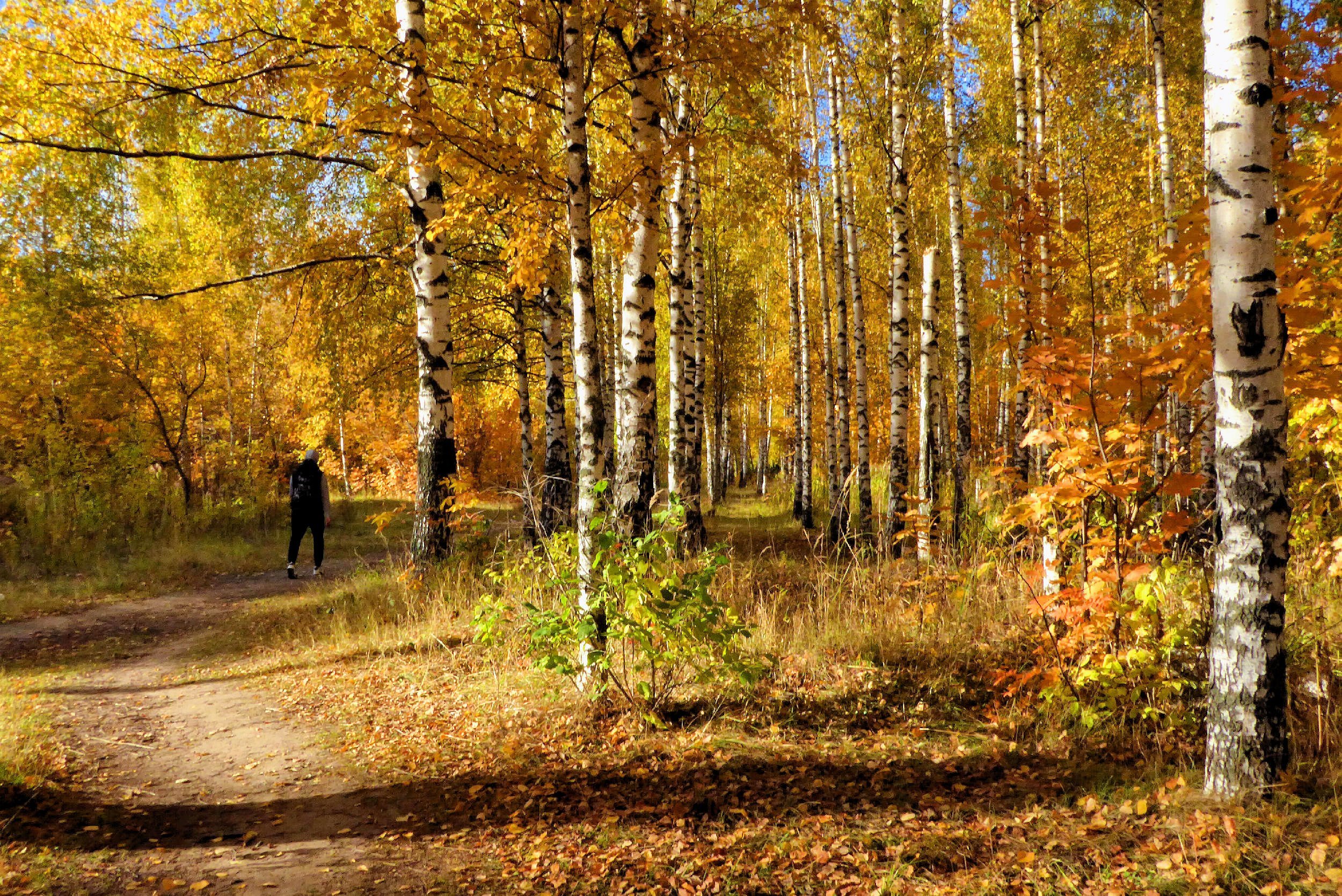 В осеннем лесу в ранние дни. Осенняя роща. «Осенью в роще». Осень роща. Березовая тропа осень.