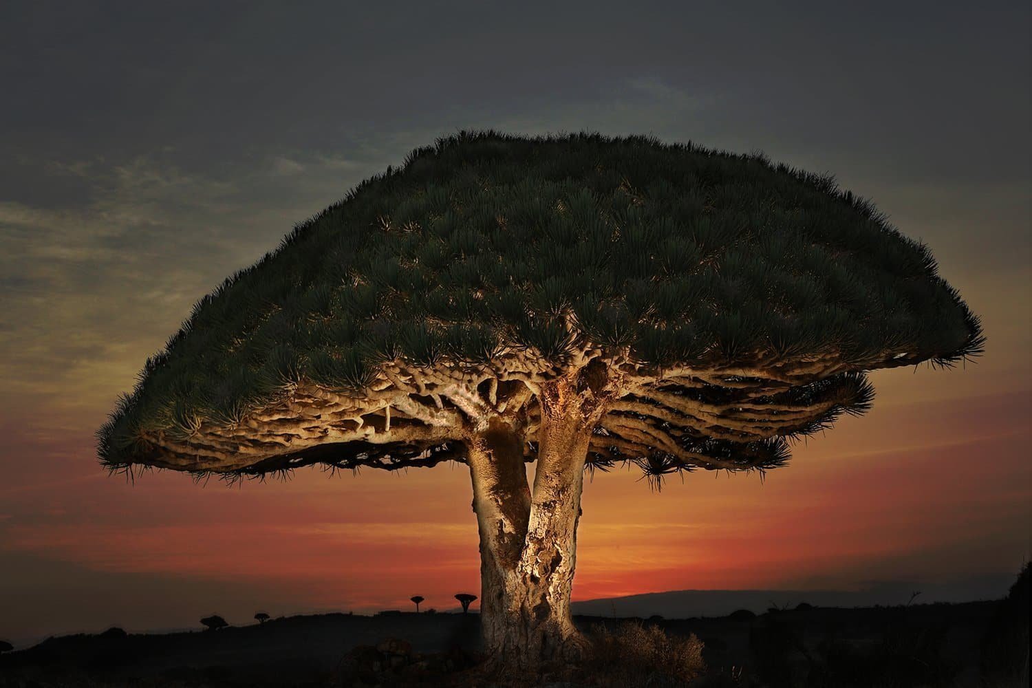 Дерево. Сокотра Драконово дерево. Растения Австралии драконовое дерево. Нубийское Драконово дерево. Драконовые деревья на острове Сокотра.