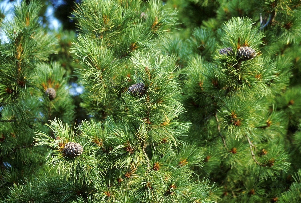 Сибирские хвойные. Кедр Сибирский Pinus sibirica. Сосна Кедровая Сибирская/Pinus sibirica. Кедровая Сибирская сосна и кедр это. Сосна́ Сиби́рская Кедро́вая (Pínus sibírica).