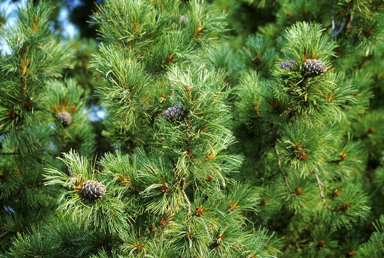 Кедр сибирский фото. Кедр Сибирский Pinus sibirica. Сосна Кедровая Сибирская/Pinus sibirica. Аляскинский кедр. Кедровая сосна шишки.