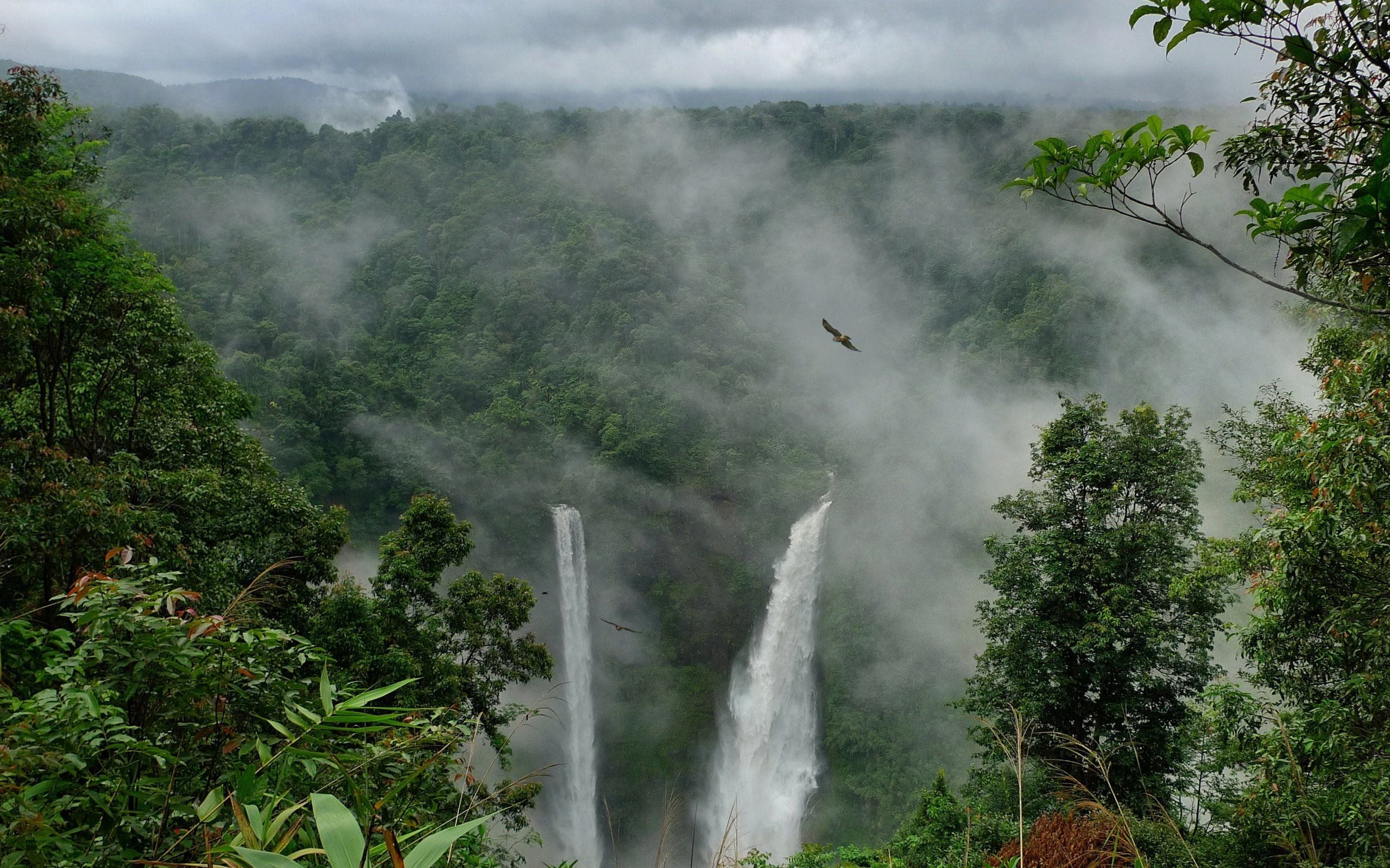 Влажность южной америки. Дождевые леса Юго-Восточной Азии. Камбоджа национальный парк Вирачей. Тропические дождевые леса Южной Америки. Дождевые леса Амазонии.