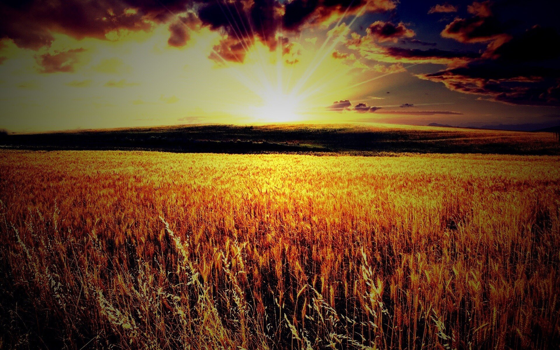 Пшеничное солнце. Рассвет в поле. Поле пшеницы. В поле. Красивое поле.