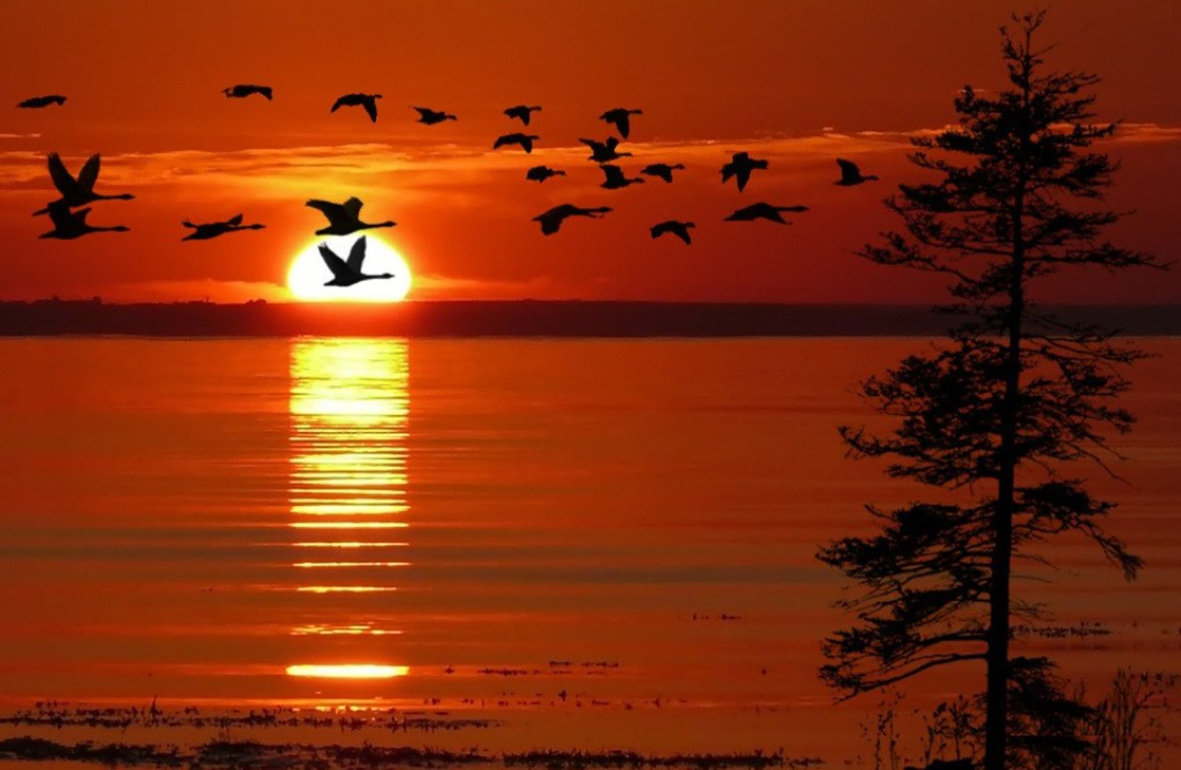 Птиц гонит на юг не наступающий. Птицы улетают на Юг. Птицы на закате. Птицы на Восходе солнца. Утки на закате.