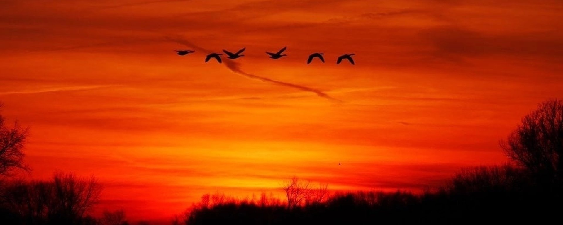Песня далеко далеко птицы улетели. Птицы улетают. Птицы на закате. Клин журавлей. Журавлиный Клин на закате.