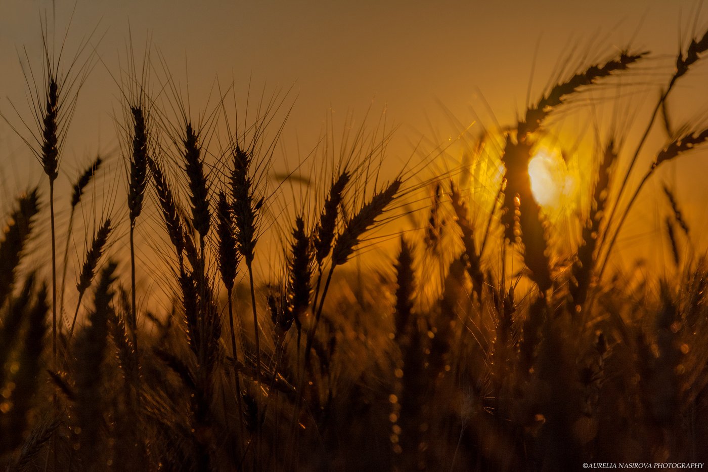 Пшеничное солнце. Поле пшеницы. Колосья пшеницы. Пшеница на закате. Поле пшеницы на закате.