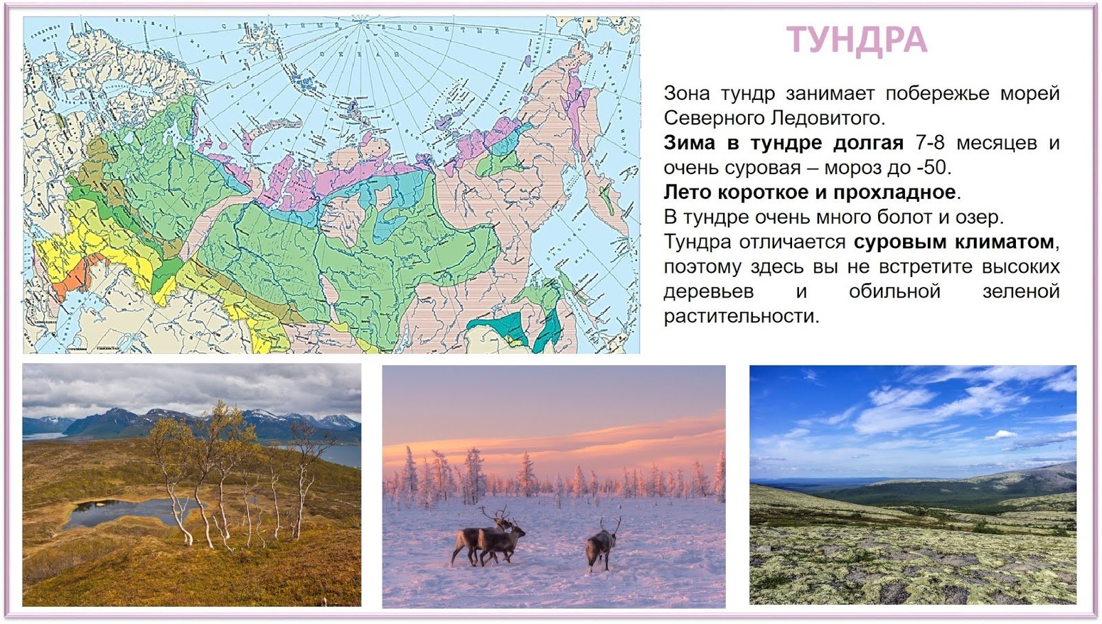 Зона тундр располагается на севере россии. Тундра природная зона расположение в России. Тундра на карте природных зон. Географическое положение зоны тундры в России. Зона тундры на карте природных зон.