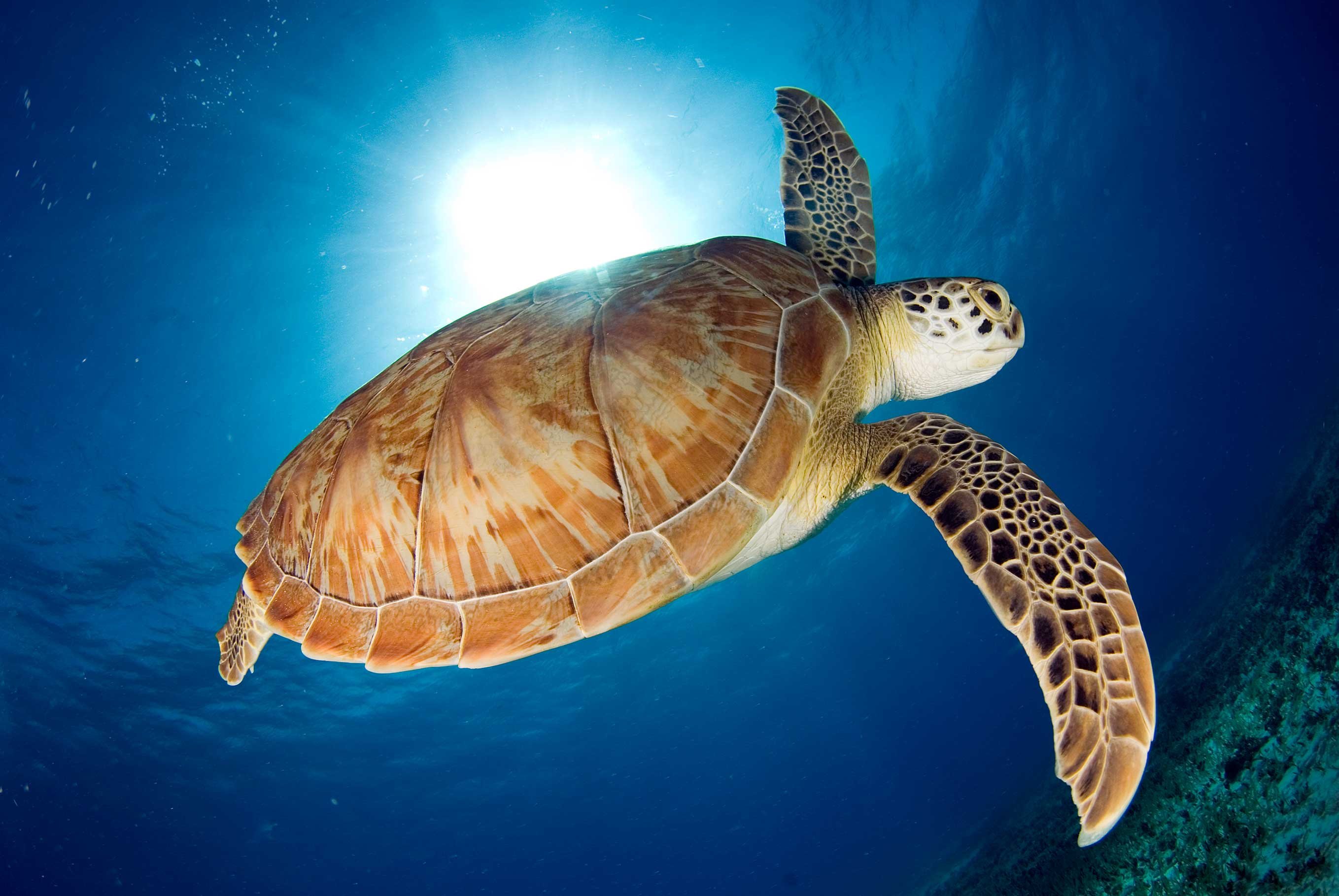 Морские обитатели морская черепаха. Черепаха Каретта-Каретта. Бисса Каретта. Морская черепаха бисса. Морская черепаха бисса настоящая Каретта.