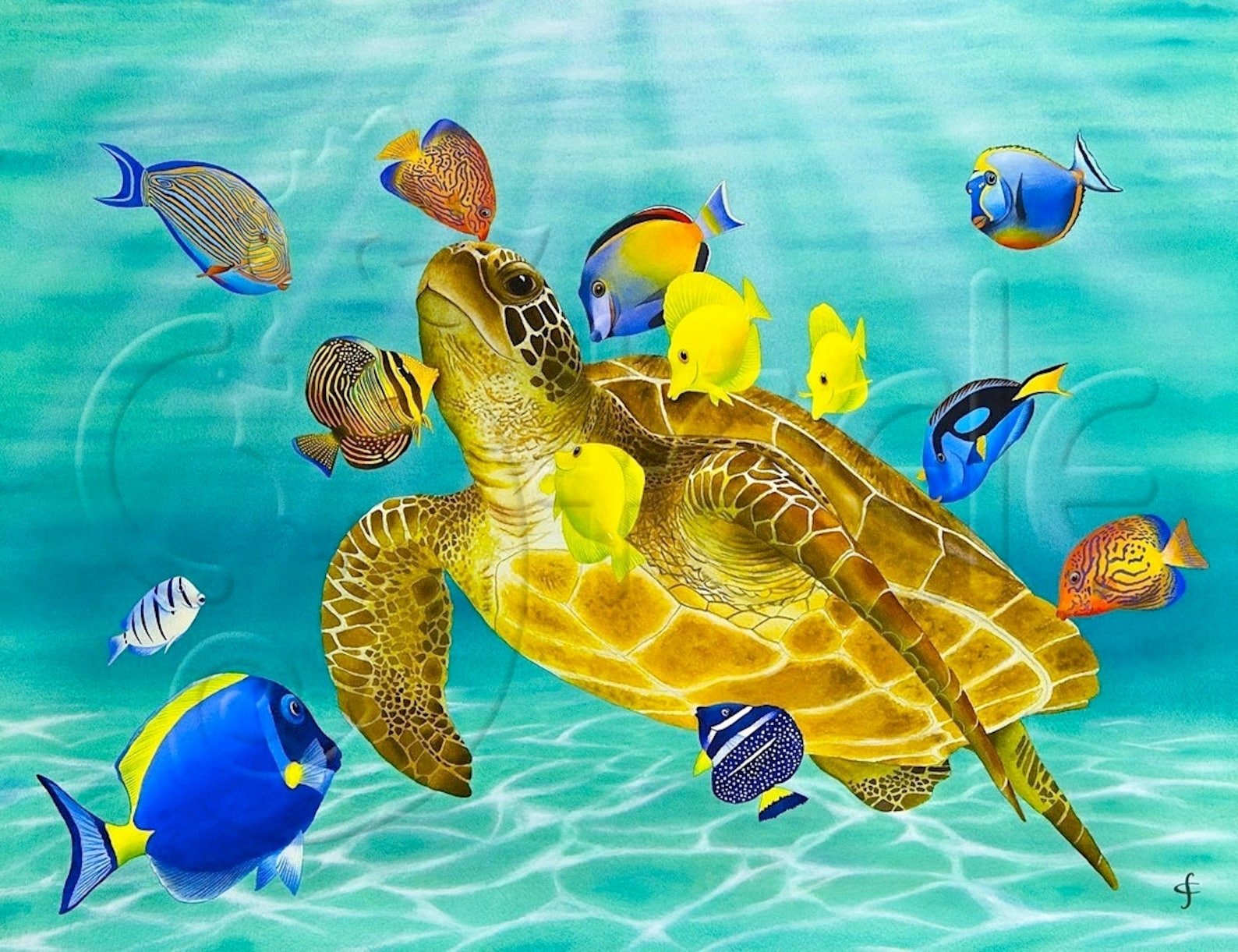 Рыбы морская черепаха