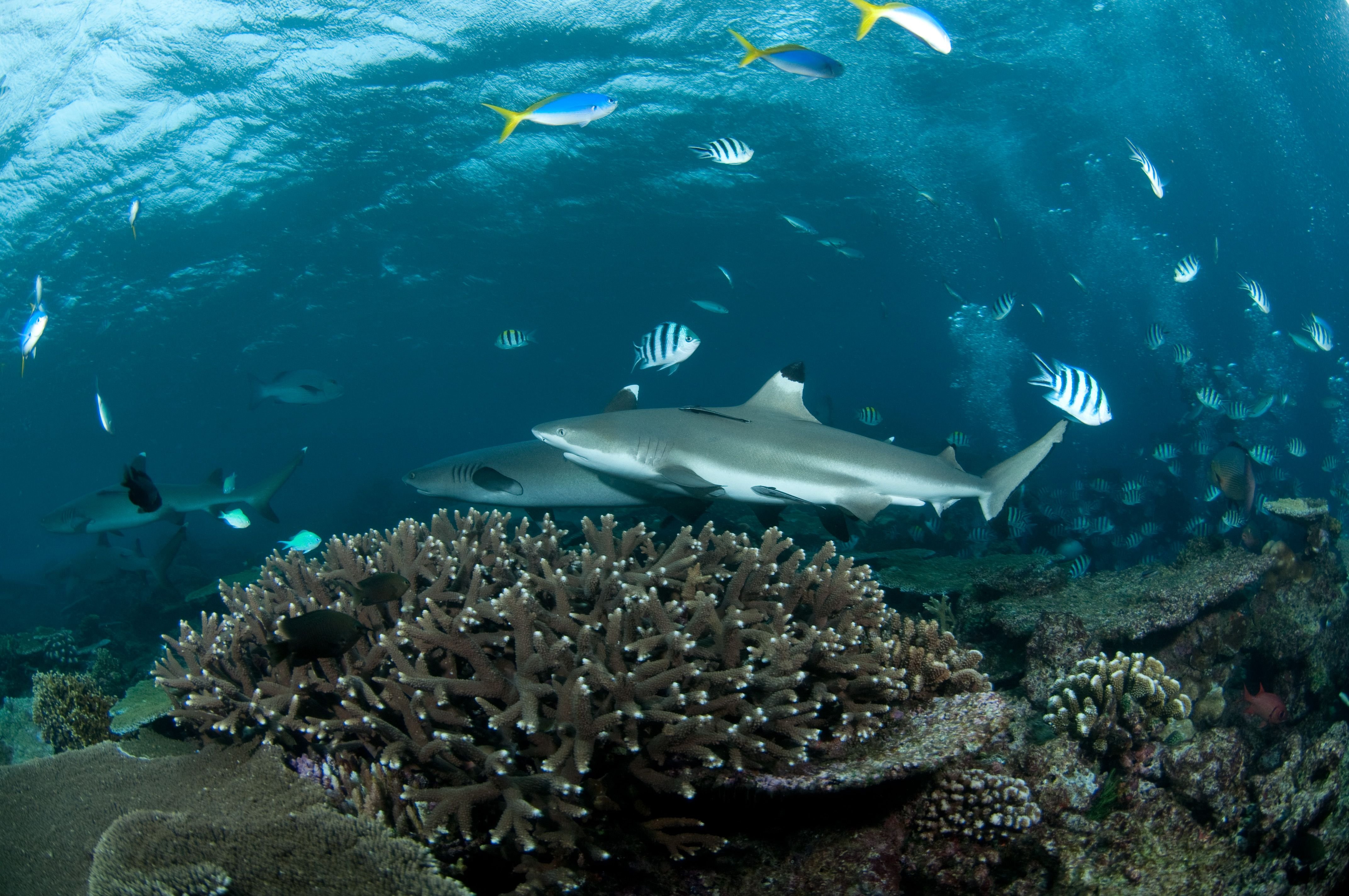 Фуджейра пляж Shark Island