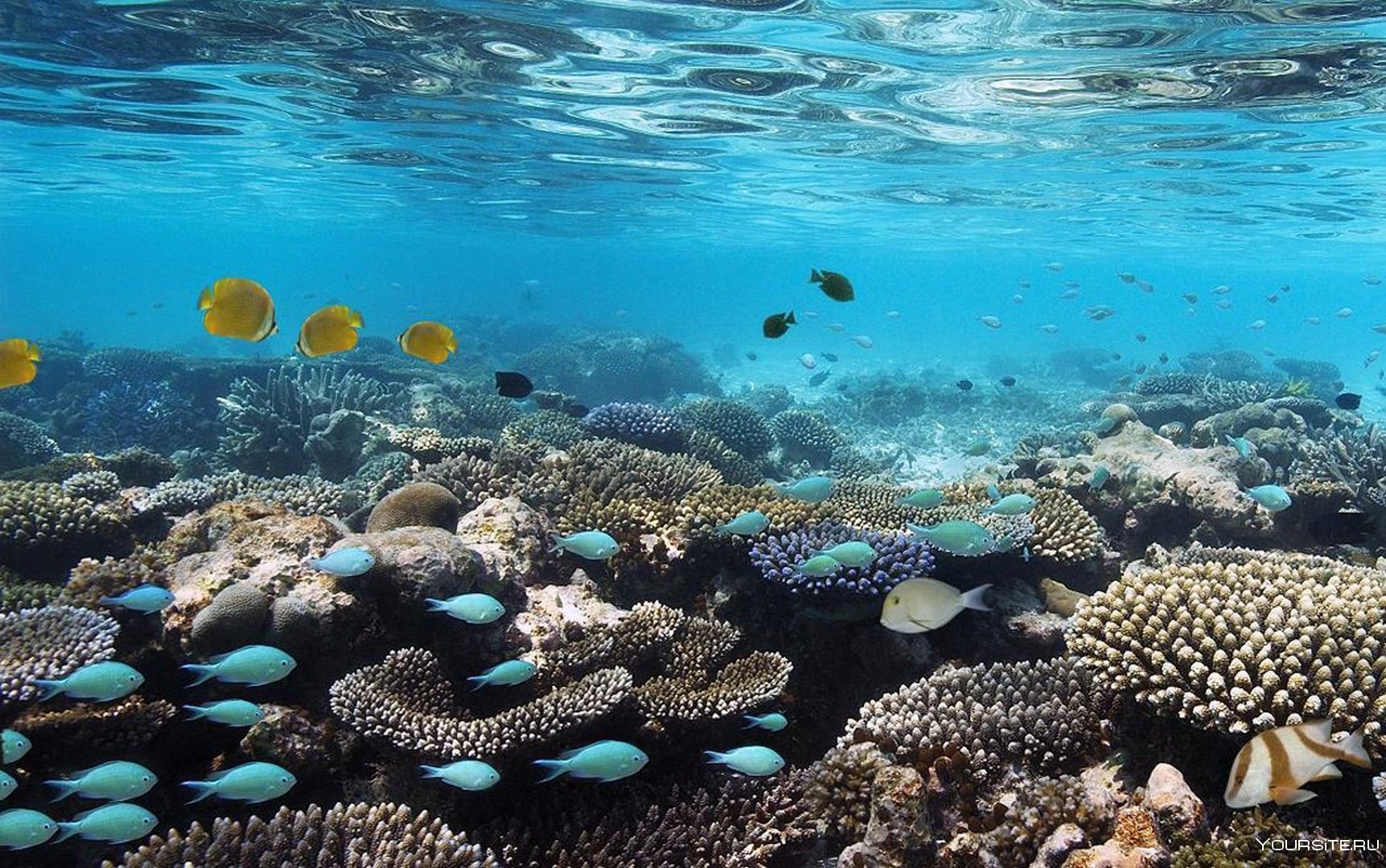 Индийский океан жизнь в океане. Коралловые рифы Мальдивских островов. Рыбки риф Мальдивы. Мальдивы Лагуна риф. Риф Фоттейо Мальдивы.