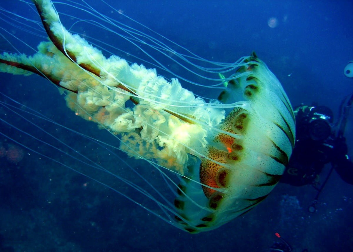 Морская крапива. Chrysaora медуза. Морская крапива (Chrysaora). Хризаора хизосцелла. Медуза хризаора (Chrysaora quinquecirrha).