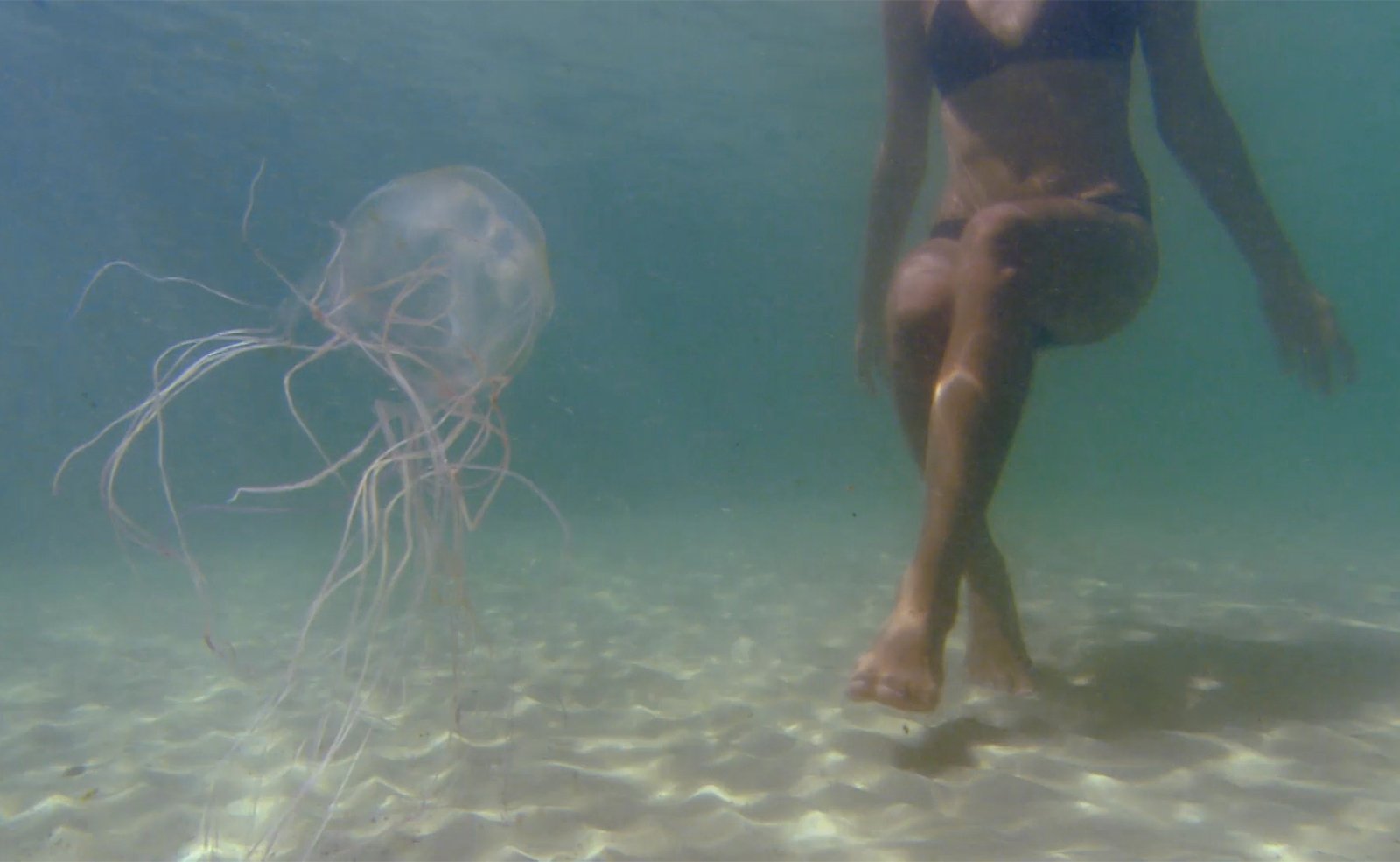 Нельзя купаться ночью. Морская Оса Тайланд. Красные медузы в Тайланде. Медузы Андаманского моря.