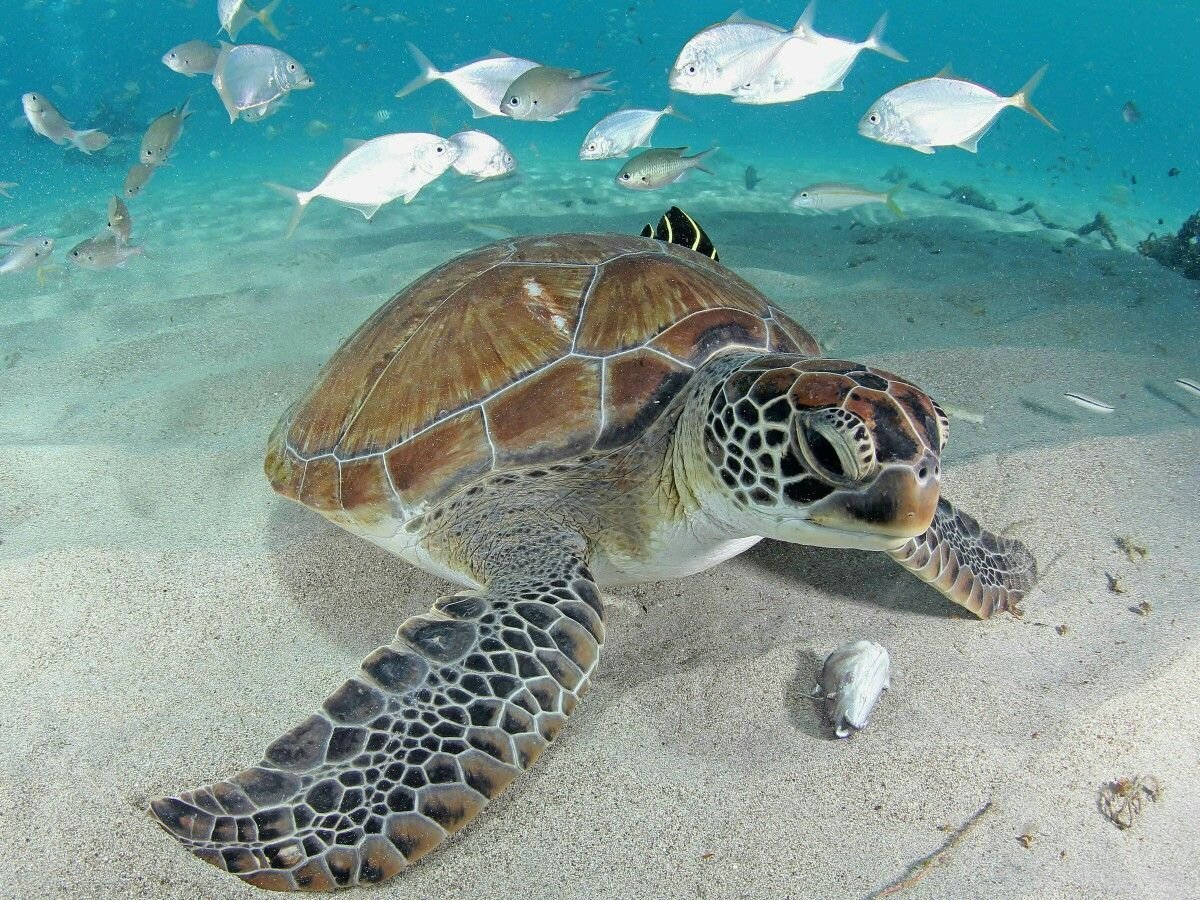 Море черепаха (55 фото) - 55 фото
