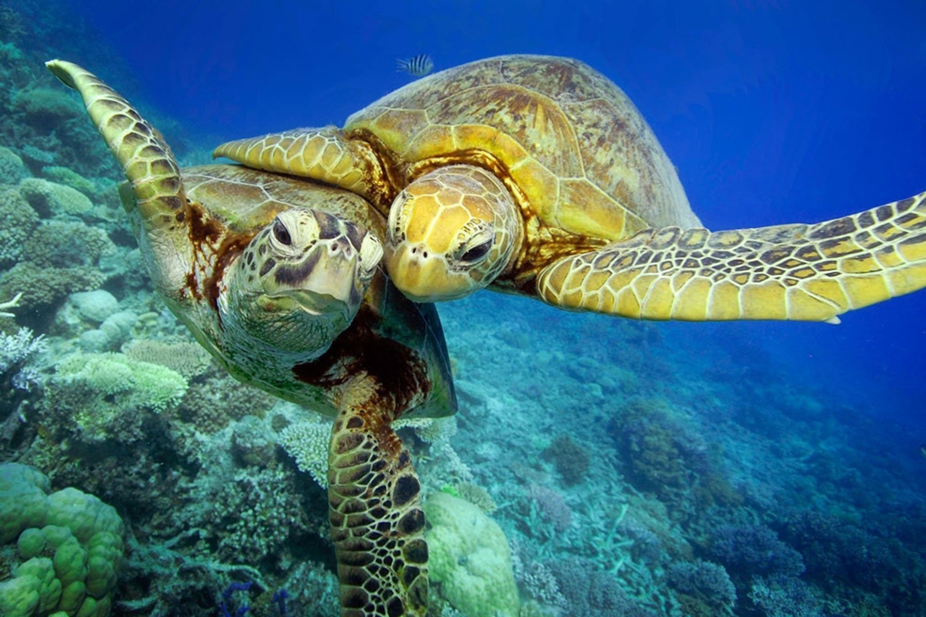 Черепахи пара. Морские черепахи барьерного рифа. Морская черепаха бисса. Зеленая суповая черепаха. Черепаха бисса (Каретта).
