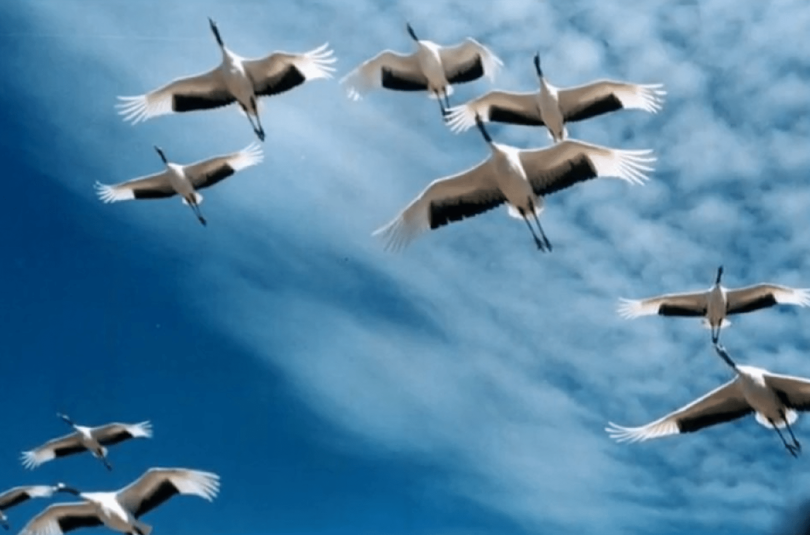 Гуси лебеди перелетные птицы