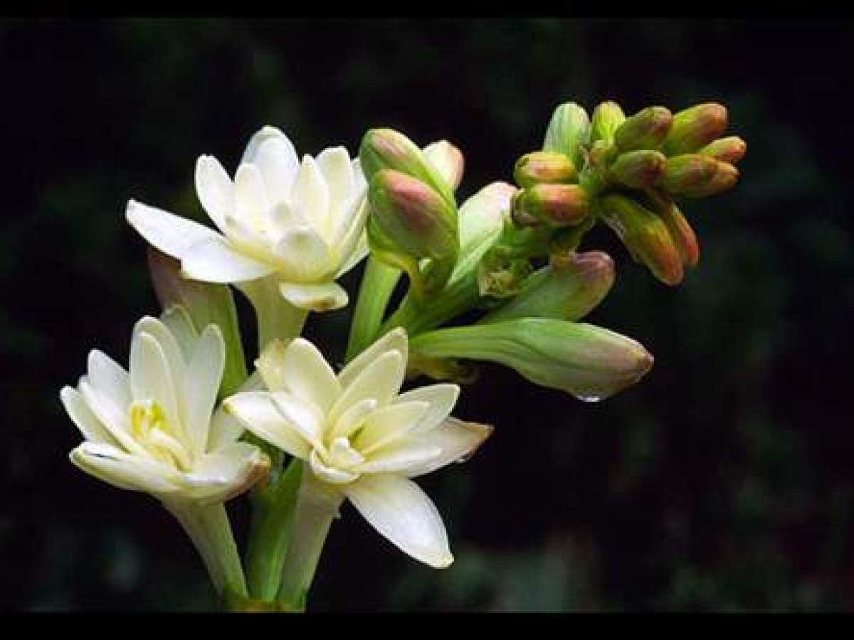 Tuberose. Полиантес Тубероза. Тубероза (Polianthes tuberosa). Мариам цветок Тубероза. Тубероза (полиантес клубненосный).