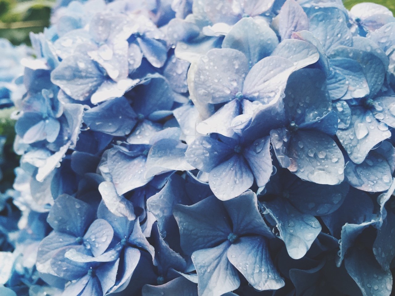 Блу цвет. Голубые цветы. Эстетика голубого. Цветы синего цвета. Голубой цвет.