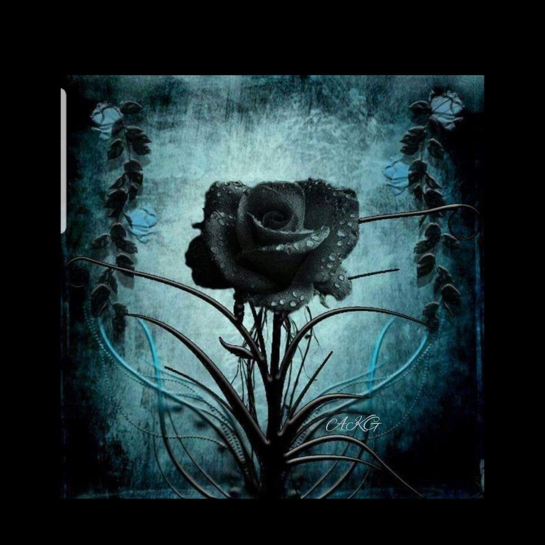 черная роза стим фото 24