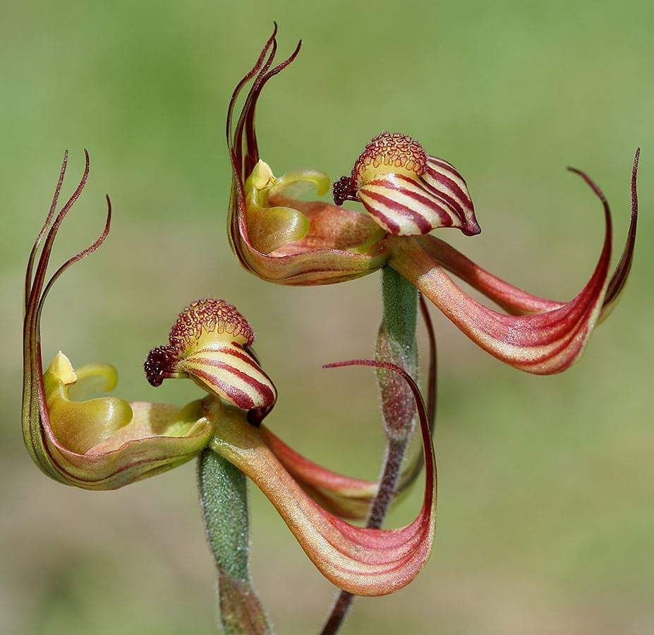 Виды необычных растений. Дарлингтония Калифорнийская. Sarracenia дарлингтония Калифорнийская. Фаленопсис Спайдер. Попугайные орхидеи.