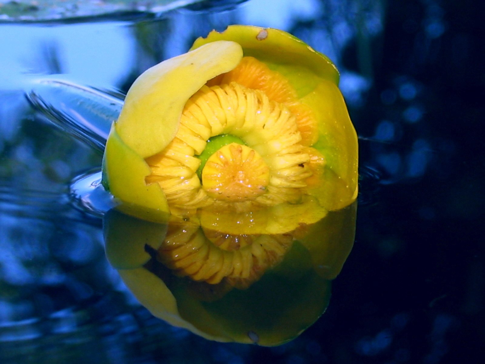 Кубышка (Nuphar)