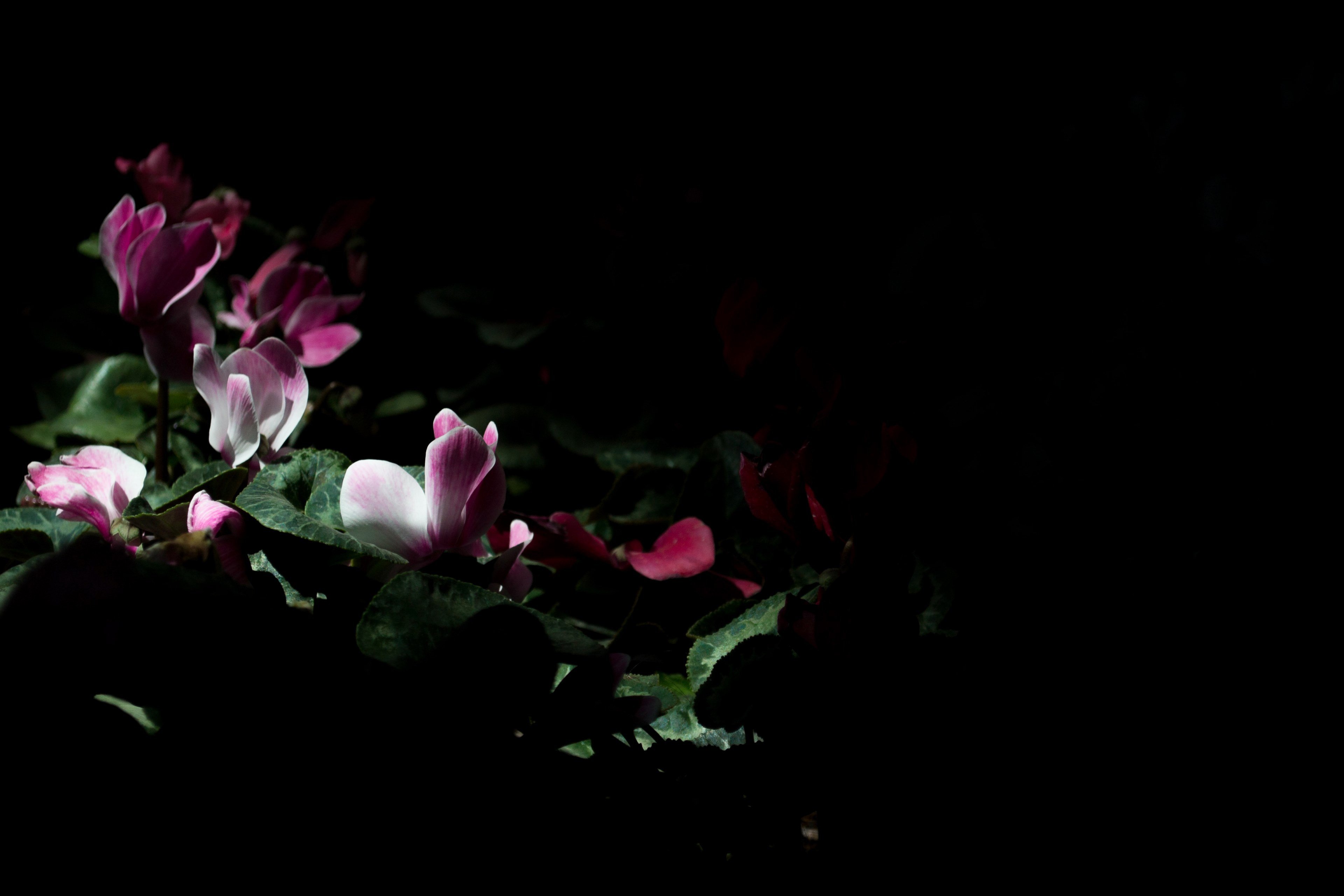 цветы ночью фотография цветы ночью фотография