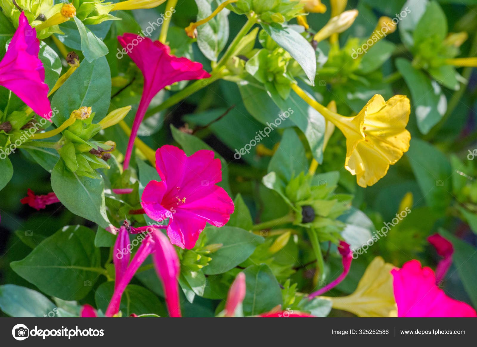 Семена ночной красавицы фото. Цветок ночная красавица мирабилис. Мирабилис ялапа цветок. Мирабилис (растение).