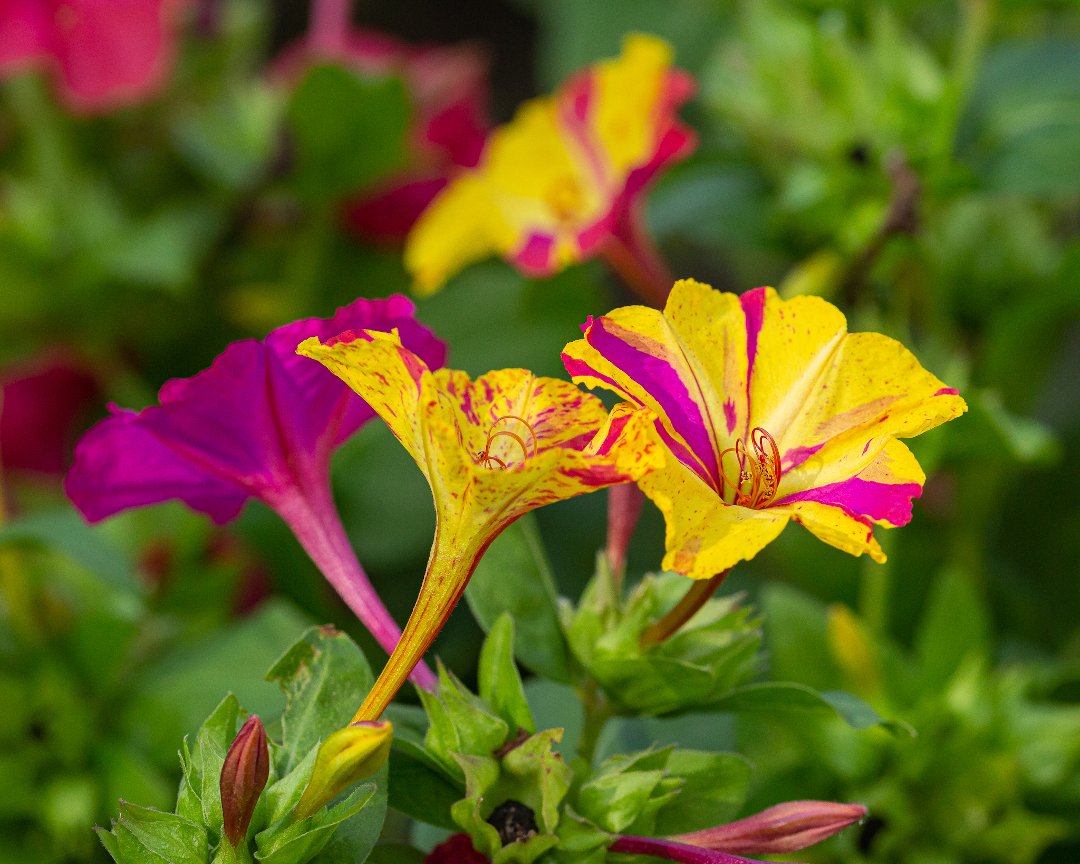 Ночная зорька. Мирабилис ялапа (Mirabilis Jalapa). Мирабилис ялапа микс. Мирабилис ялапа цветок.