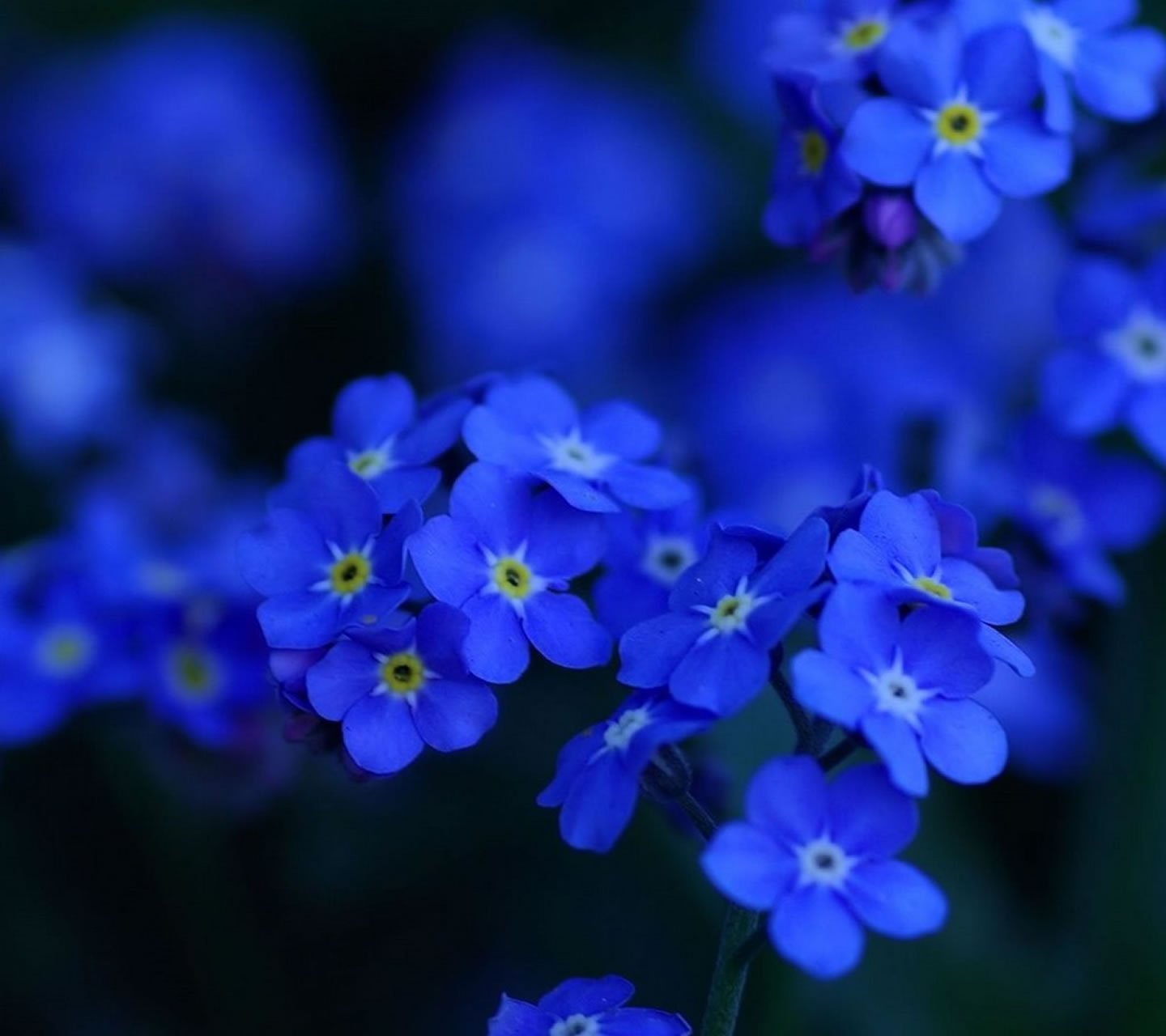 Сине желтая незабудка. Оттенок Незабудка. Голубые цветы незабудки. Незабудка Myosotis Myomark. Мелкие синие цветы.