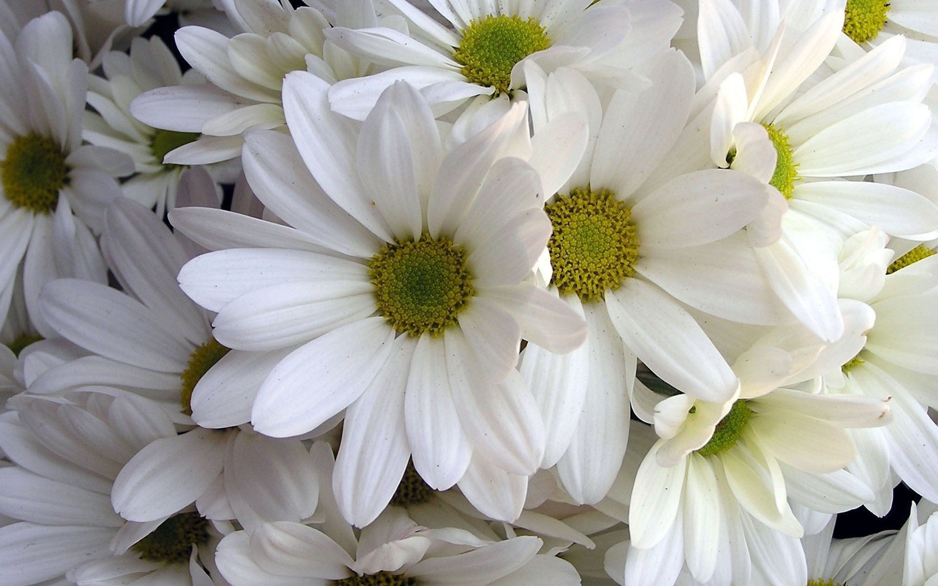 лучшее фото белых цветов