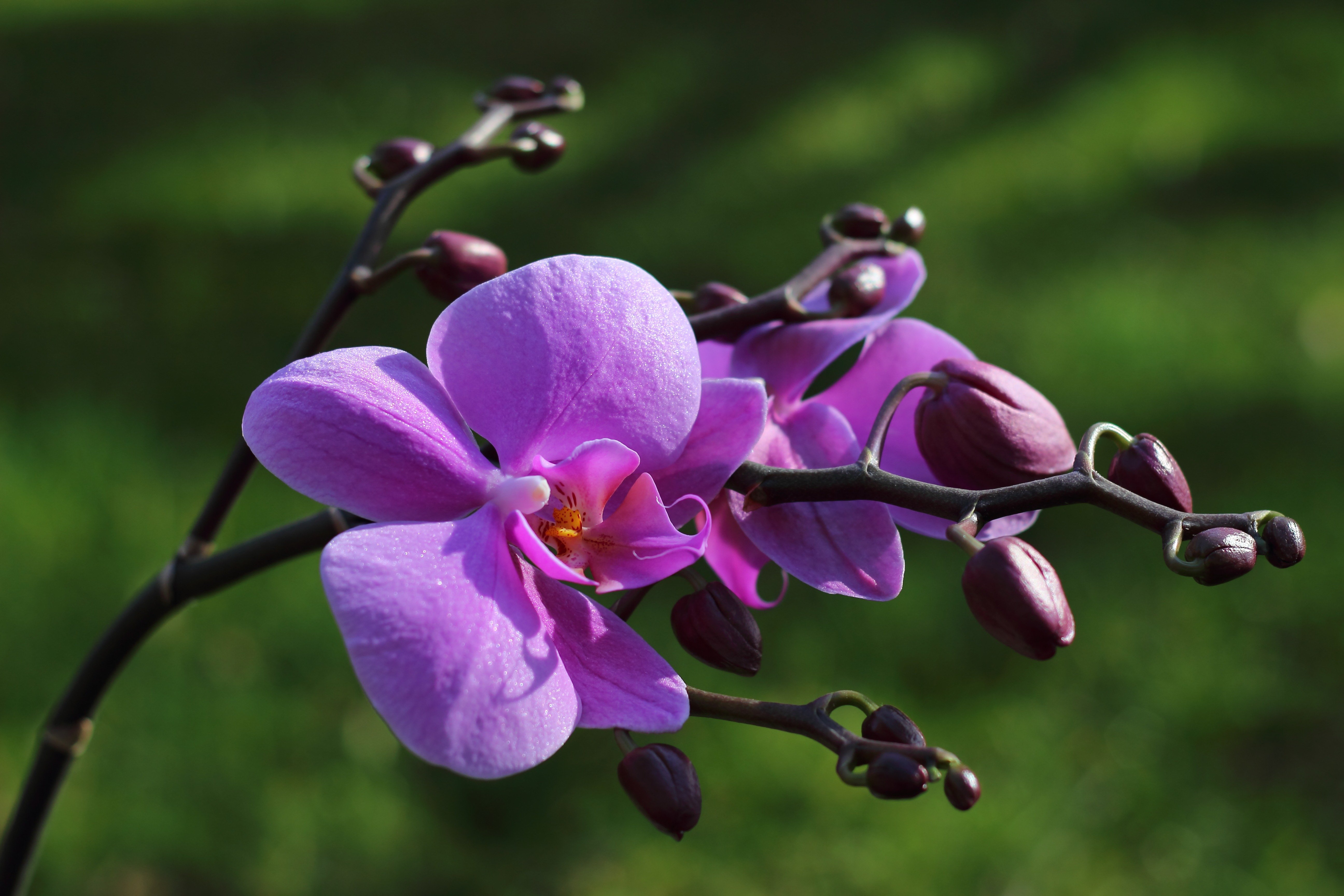 Flower mm2. Фаленопсис джакаранда. Орхидея фаленопсис в дикой природе. Орхидея фаленопсис фиолетовая. Фаленопсис Пурпл Рейн.